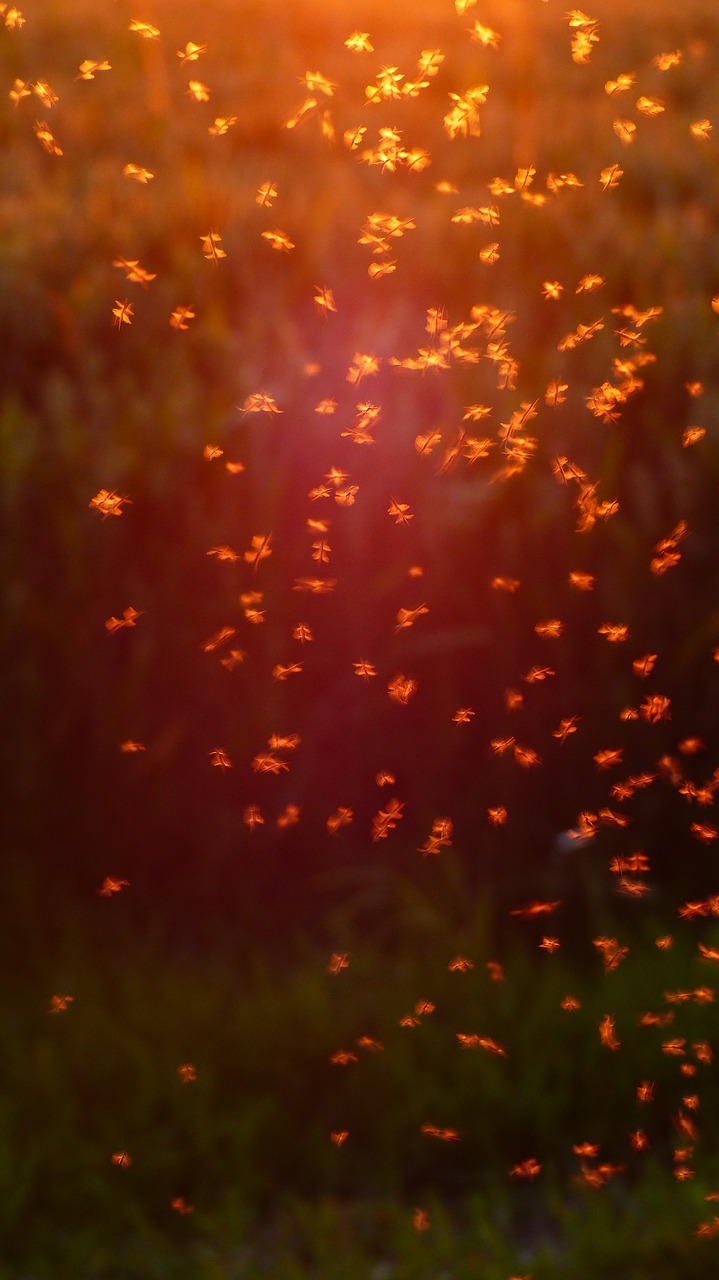 Neužkandantys Midges, Chironomidae, Uodas, Swarm, Uodai, Fliegenschwarm, Atgal Šviesa, Vabzdys, Šokių Uodai, Avių Oda