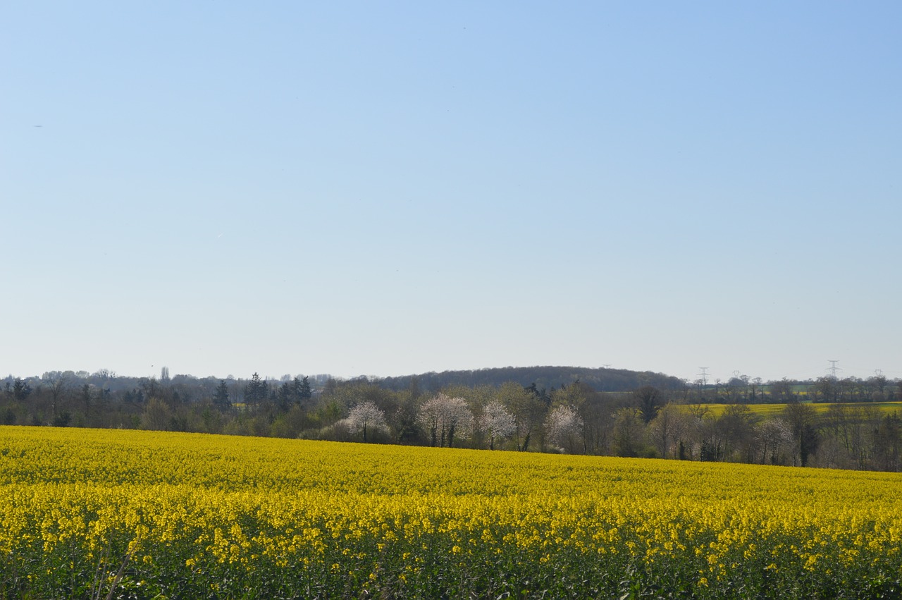 Normandija, Laukas, Žalias, Laukai, Dirbama Žemė, Žemdirbystė, Kraštovaizdis, Geltona, Gamta, France