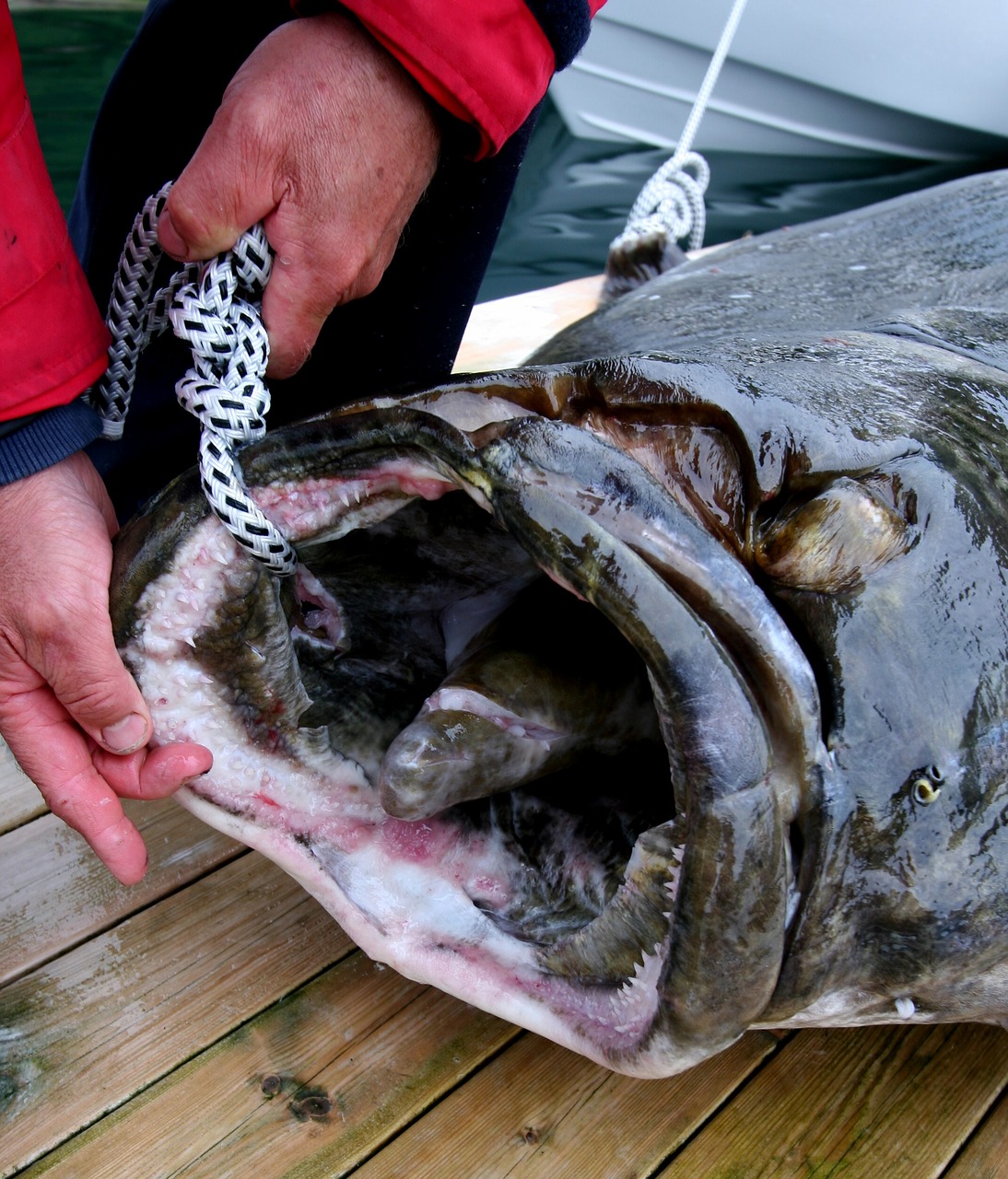 Šiaurė, Žuvis, Ėriena 245 Kg, Nemokamos Nuotraukos,  Nemokama Licenzija