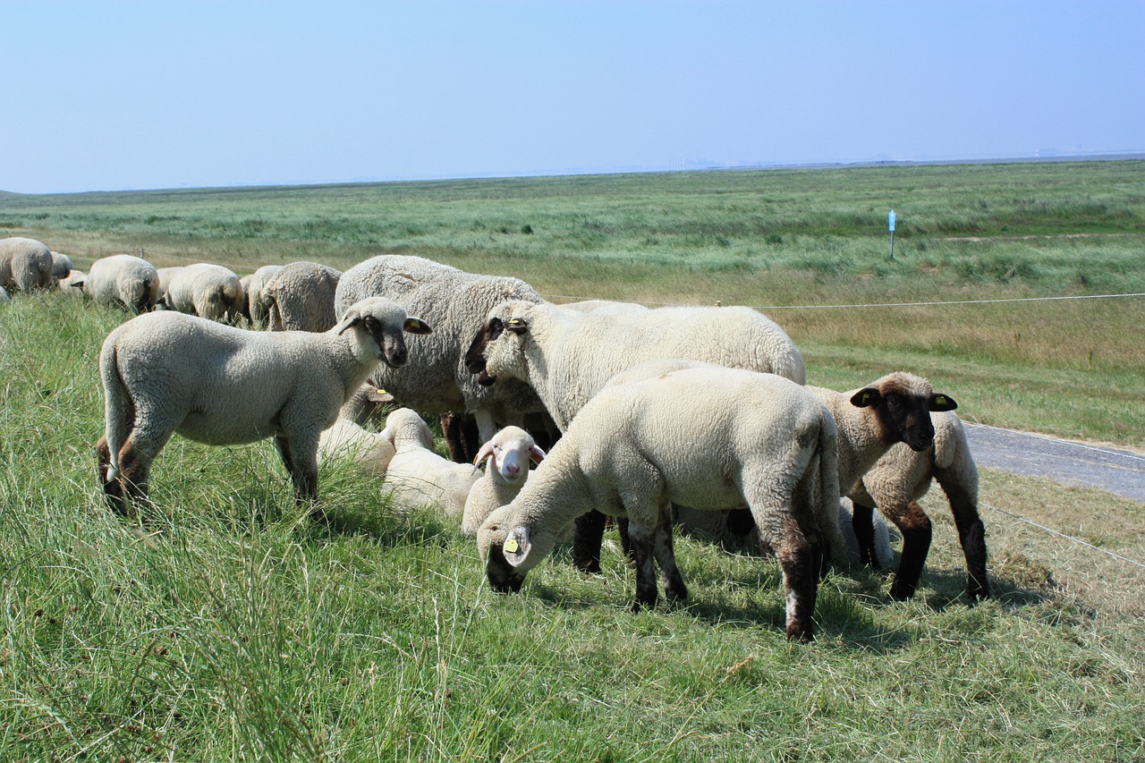 Šiaurės Jūra, Dike, Avys, Nordfriesland, Deichschaf, Infrastruktūra, Šventė, Avys Ant Dugno, Nemokamos Nuotraukos,  Nemokama Licenzija