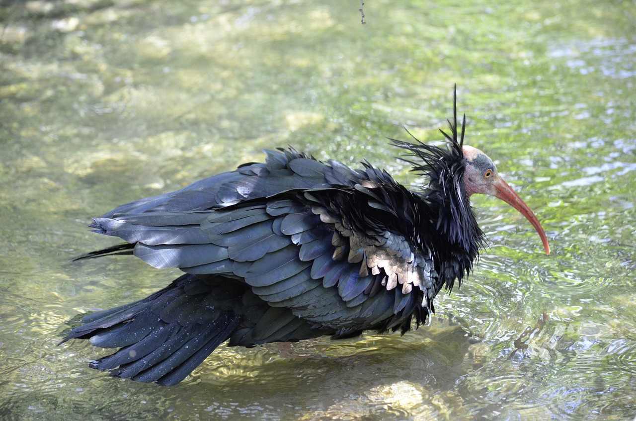 Šiaurinis Plikis Ibis, Paukštis, Gamta, Laukinis Paukštis, Uždaryti, Juoda, Plunksna, Nemokamos Nuotraukos,  Nemokama Licenzija