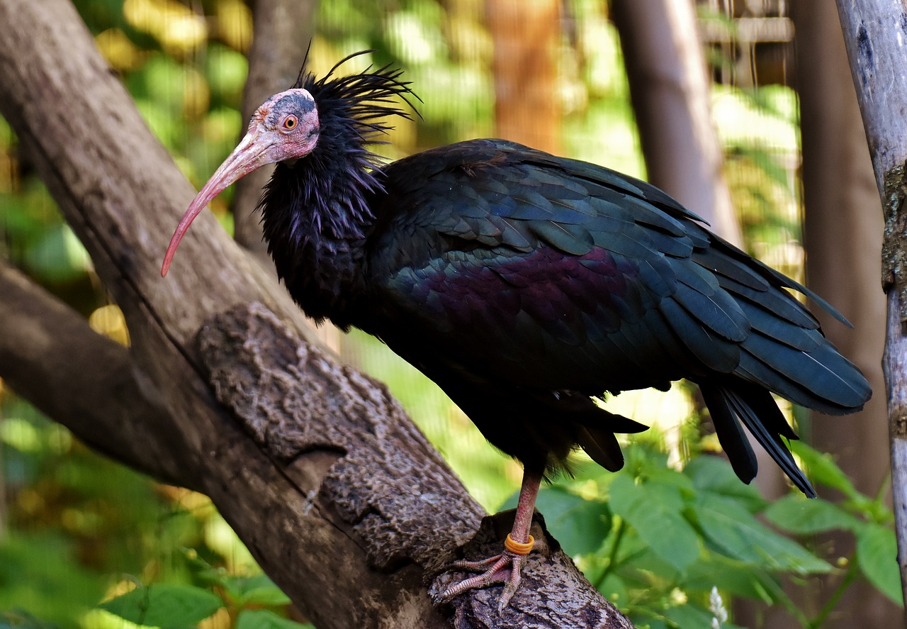 Šiaurinis Plikasis Ibis,  Portretas,  Paukštis,  Geronticus Eremita,  Pobūdį,  Laukinių Paukščių,  Plunksna,  Iš Arti,  Juodos Spalvos,  Gyvūnas