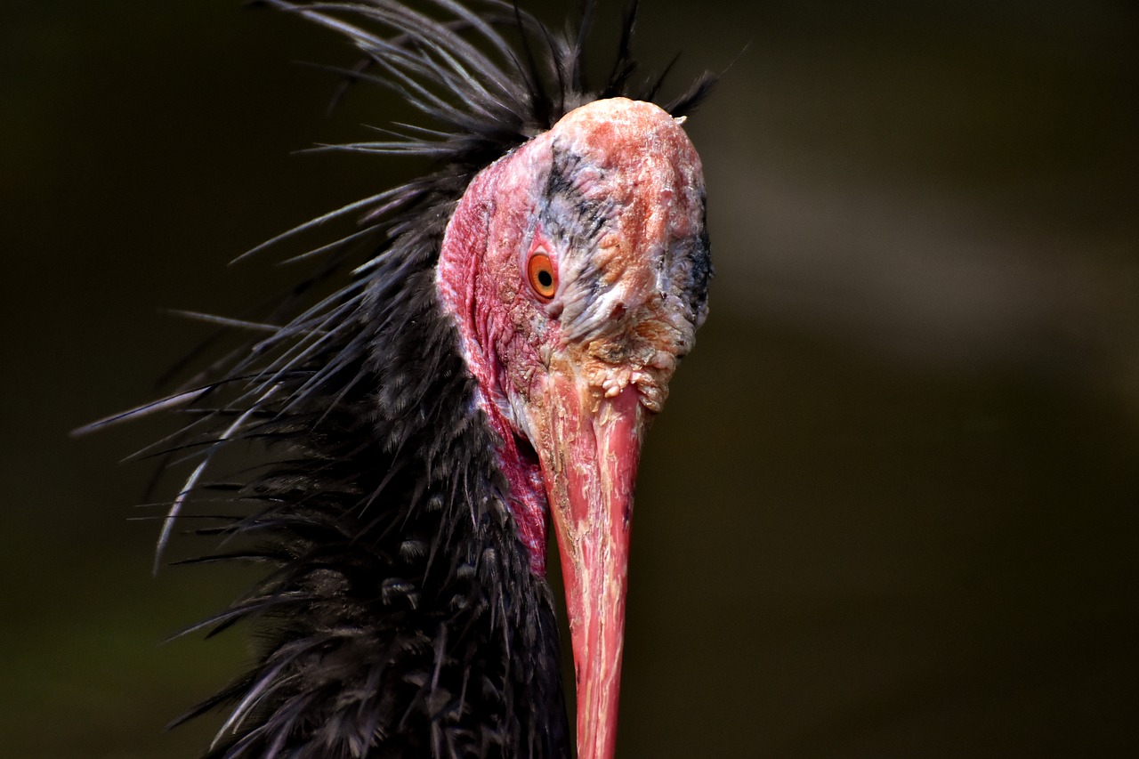 Šiaurinis Plikasis Ibis,  Portretas,  Paukštis,  Geronticus Eremita,  Pobūdį,  Laukinių Paukščių,  Plunksna,  Iš Arti,  Juodos Spalvos,  Gyvūnas