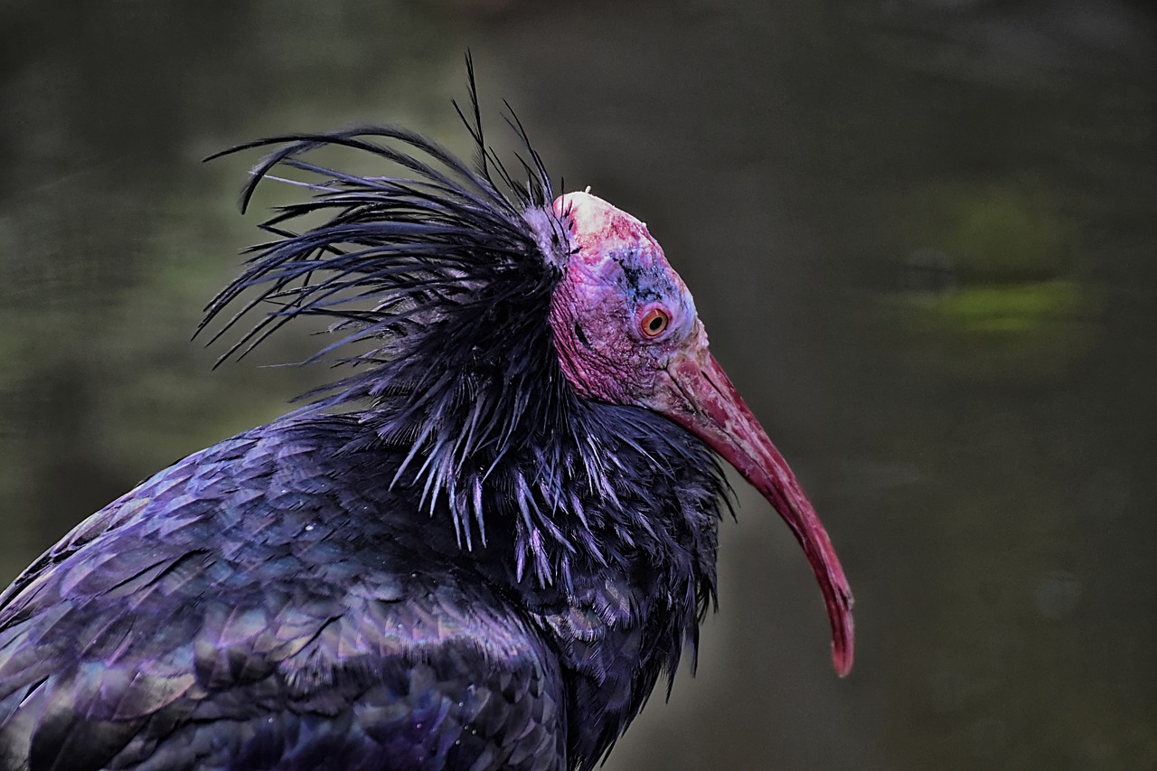 Šiaurinis Plikasis Ibis,  Portretas,  Paukštis,  Geronticus Eremita,  Pobūdį,  Laukinių Paukščių,  Plunksna,  Iš Arti,  Juodos Spalvos,  Gyvūnas