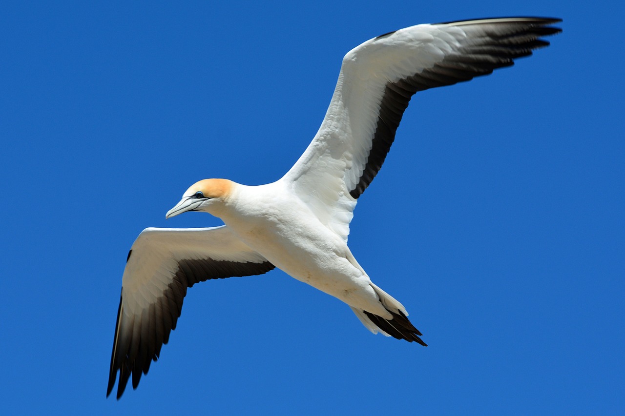 Šiaurinė Gannet, Gyvūnų Pasaulis, Paukštis, Skristi, Laisvė, Gamta, Nemokamos Nuotraukos,  Nemokama Licenzija