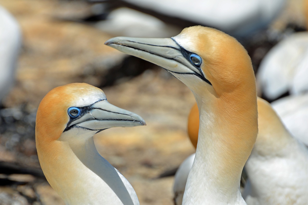 Šiaurinė Gannet, Paukštis, Gyvūnai, Gamta, Uždaryti, Paukščiai, Naujoji Zelandija, Pasididžiavimas, Auksinis, Balta