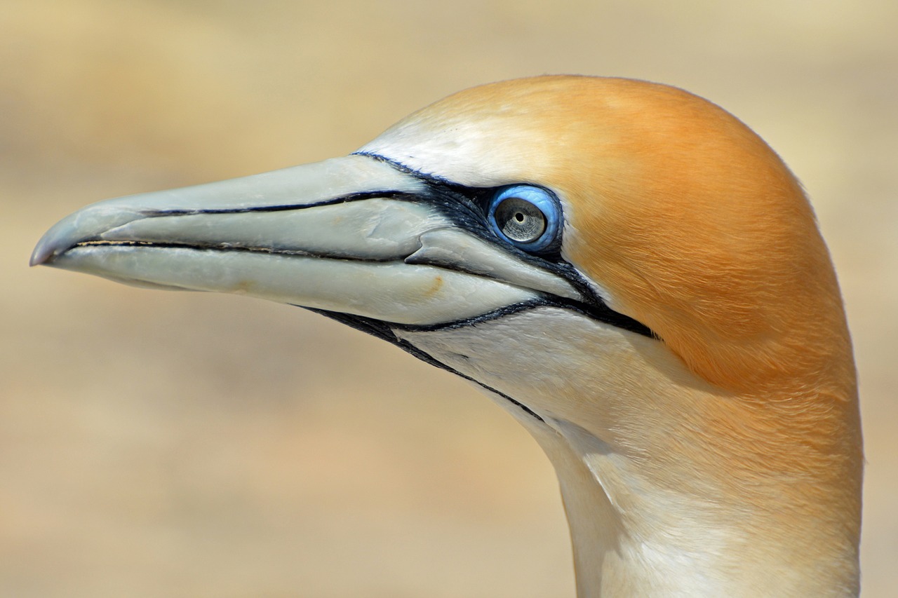 Šiaurinė Gannet, Paukštis, Gyvūnas, Gamta, Uždaryti, Naujoji Zelandija, Pasididžiavimas, Auksinis, Balta, Nemokamos Nuotraukos