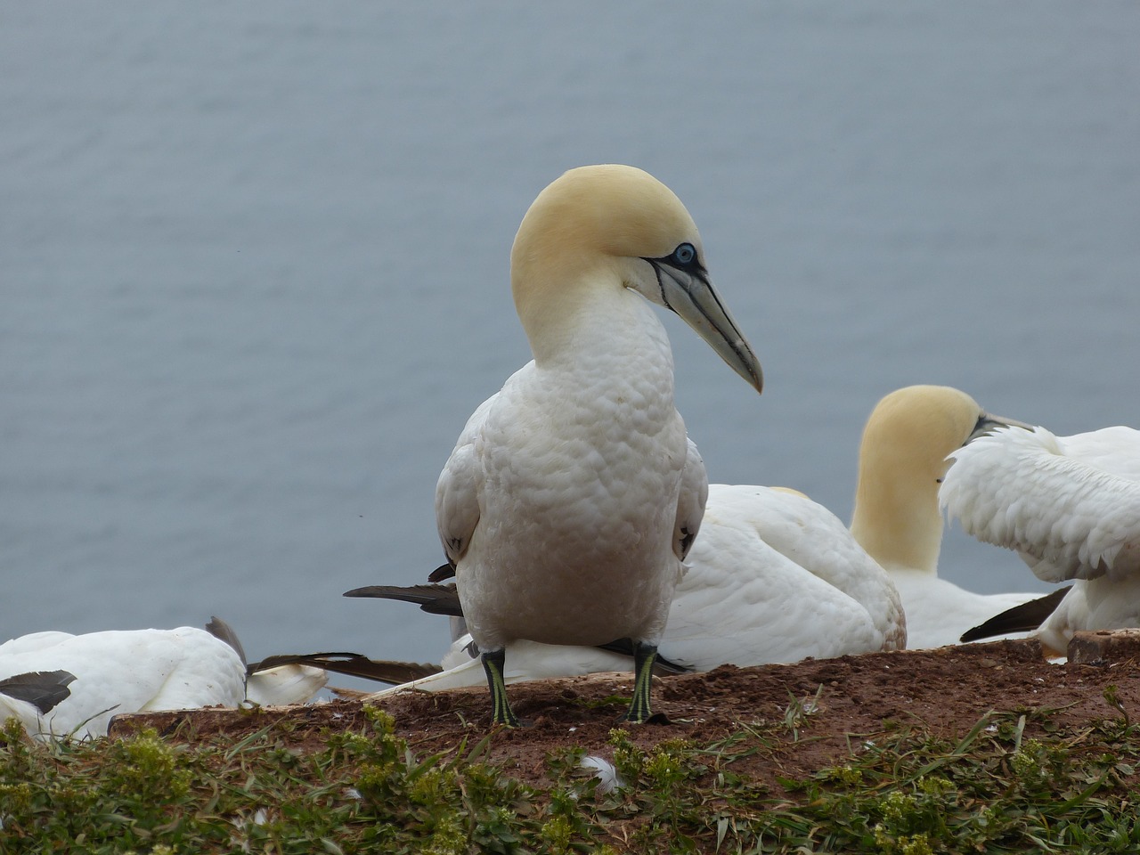 Šiaurinė Gannet, Paukštis, Gamta, Gyvūnas, Helgolandas, Vandens Paukštis, Šiaurės Jūra, Paukščiai, Balta, Jūros Paukštis