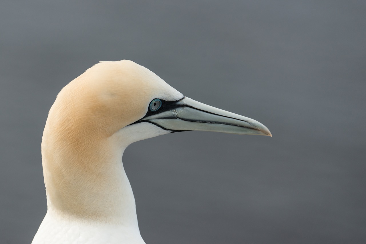 Šiaurinė Gannet, Morus Bassanus, Helgolandas, Paukštis, Gamta, Jūros Sala, Portretas, Sąskaitą, Mėlyna Akis, Šiaurės Jūra