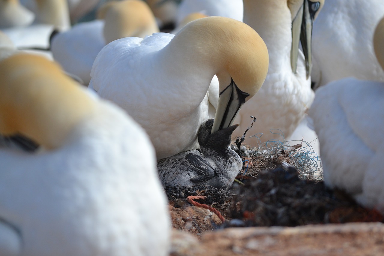 Šiaurinė Gannet, Viščiukai, Veislė, Perinti, Paukštis, Helgolandas, Vandens Paukštis, Wadden Jūra, Šiaurės Jūra, Gamta