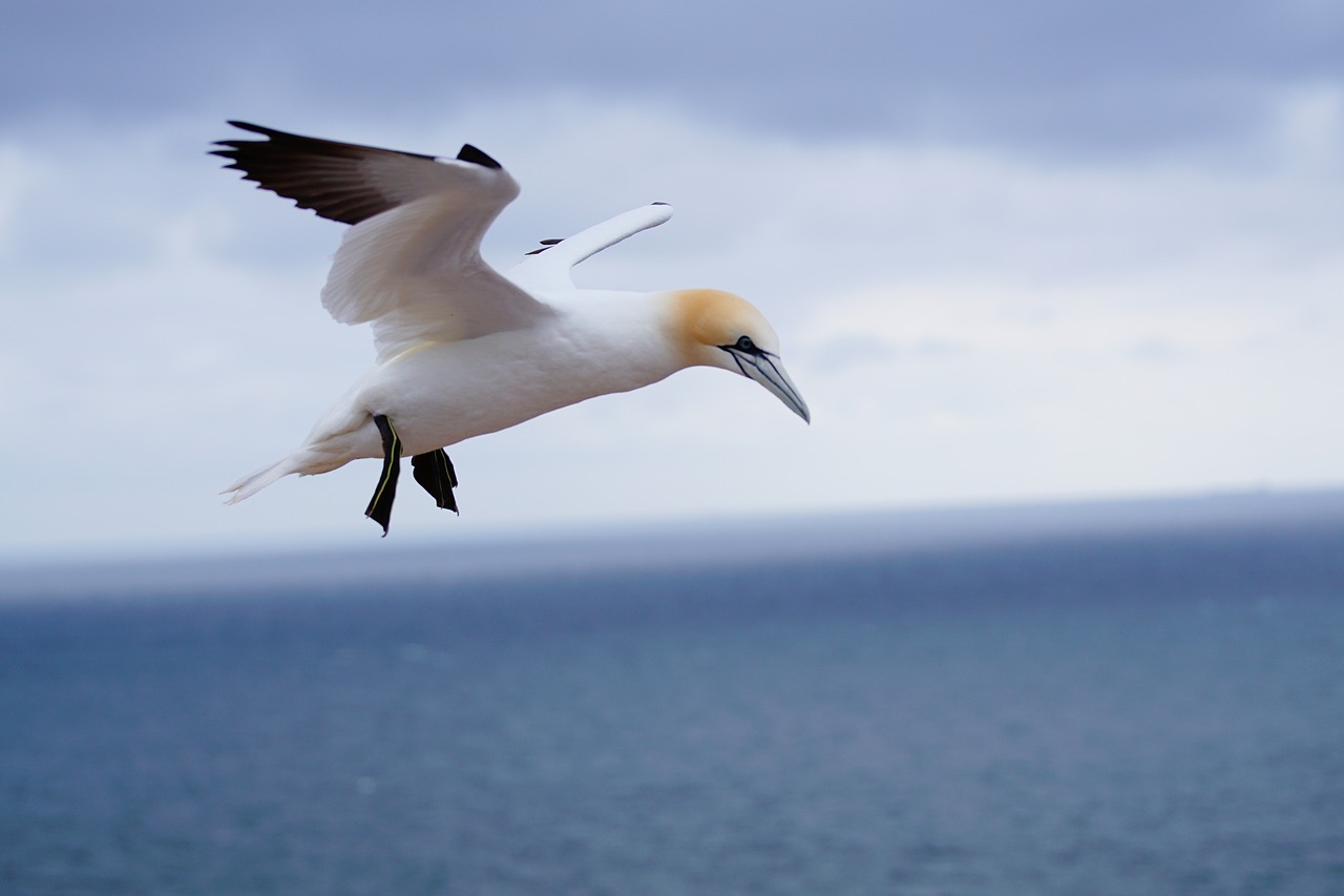 Šiaurinė Gannet, Helgolando Saloje, Geguže, Nemokamos Nuotraukos,  Nemokama Licenzija