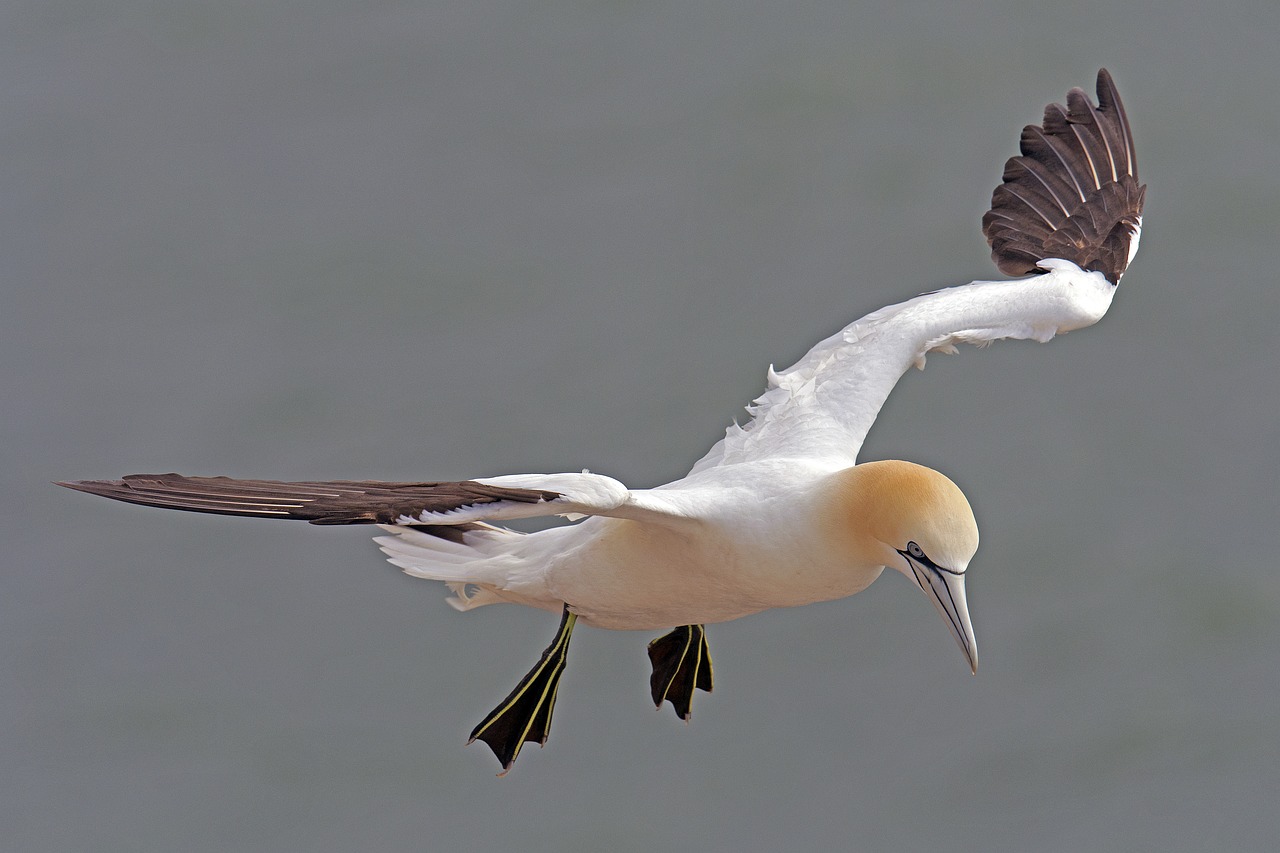 Šiaurinė Gannet, Helgolandas, Morus Bassanus, Jūros Sala, Šiaurės Jūra, Jūros Paukštis, Nemokamos Nuotraukos,  Nemokama Licenzija