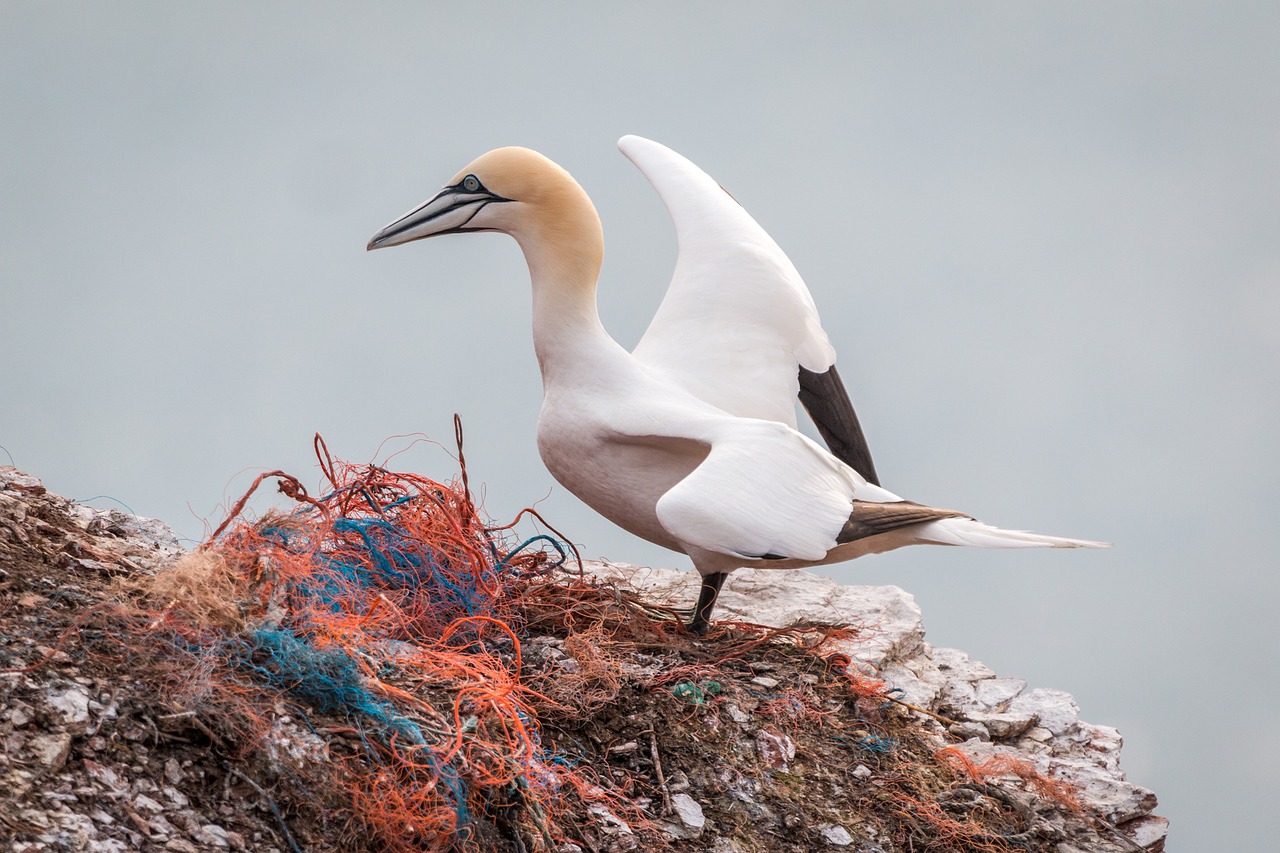 Šiaurinė Gannet,  Boobies,  Morus Bassanus,  Pelecaniformes,  Paukštis,  Gamta,  Gyvūnų Pasaulis,  Vandenys,  Dangus,  Uždaryti