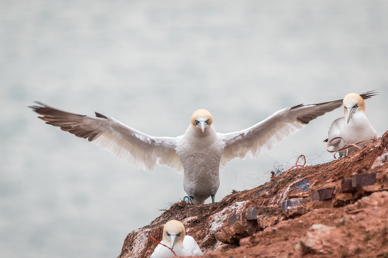 Šiaurinė Gannet,  Boobies,  Morus Bassanus,  Pelecaniformes,  Paukštis,  Gamta,  Gyvūnų Pasaulis,  Vandenys,  Dangus,  Uždaryti