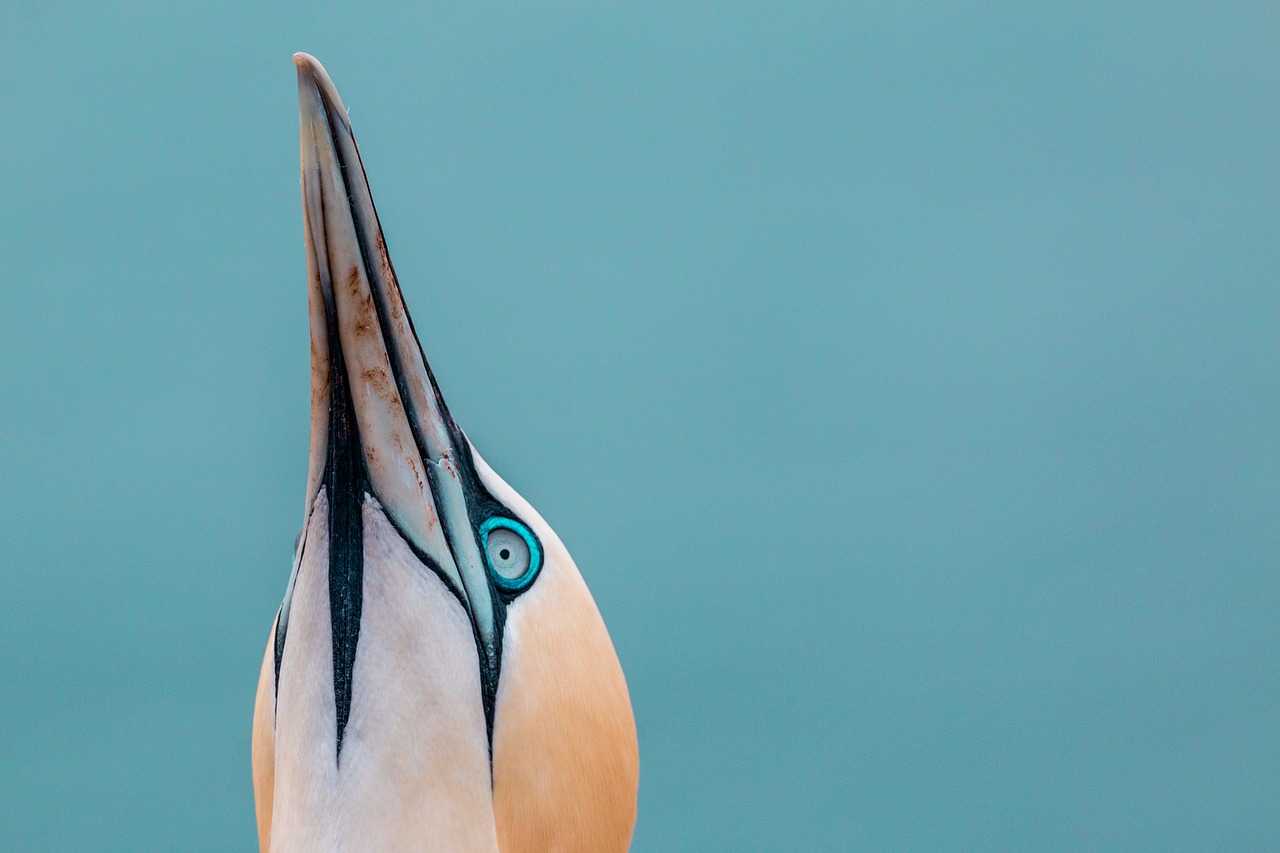 Šiaurinė Gannet,  Boobies,  Morus Bassanus,  Pelecaniformes,  Paukštis,  Gamta,  Gyvūnų Pasaulis,  Vandenys,  Dangus,  Uždaryti