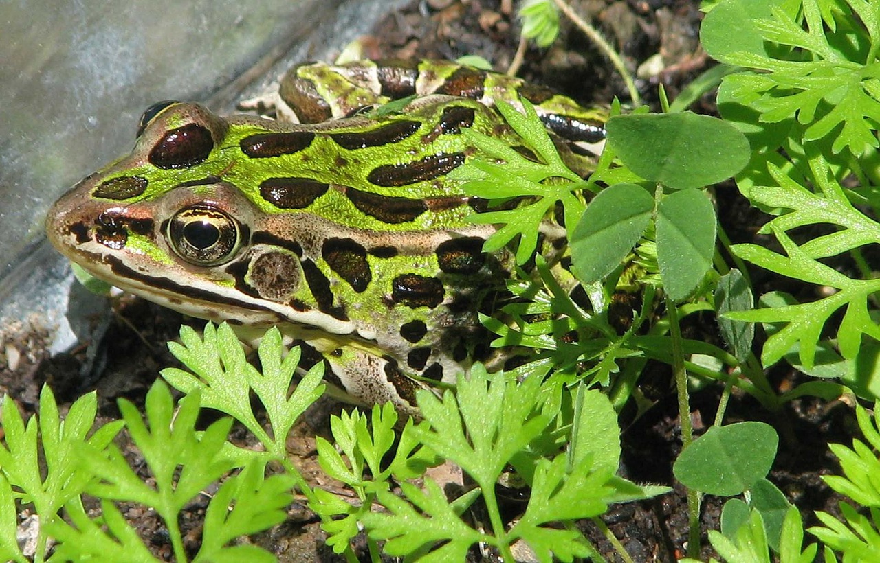 Šiaurinė Leopardo Varlė, Litobitai Pipiens, Bendroji Laboratorijos Varlė, Moneymore, Ontarijas, Kanada, Nemokamos Nuotraukos,  Nemokama Licenzija