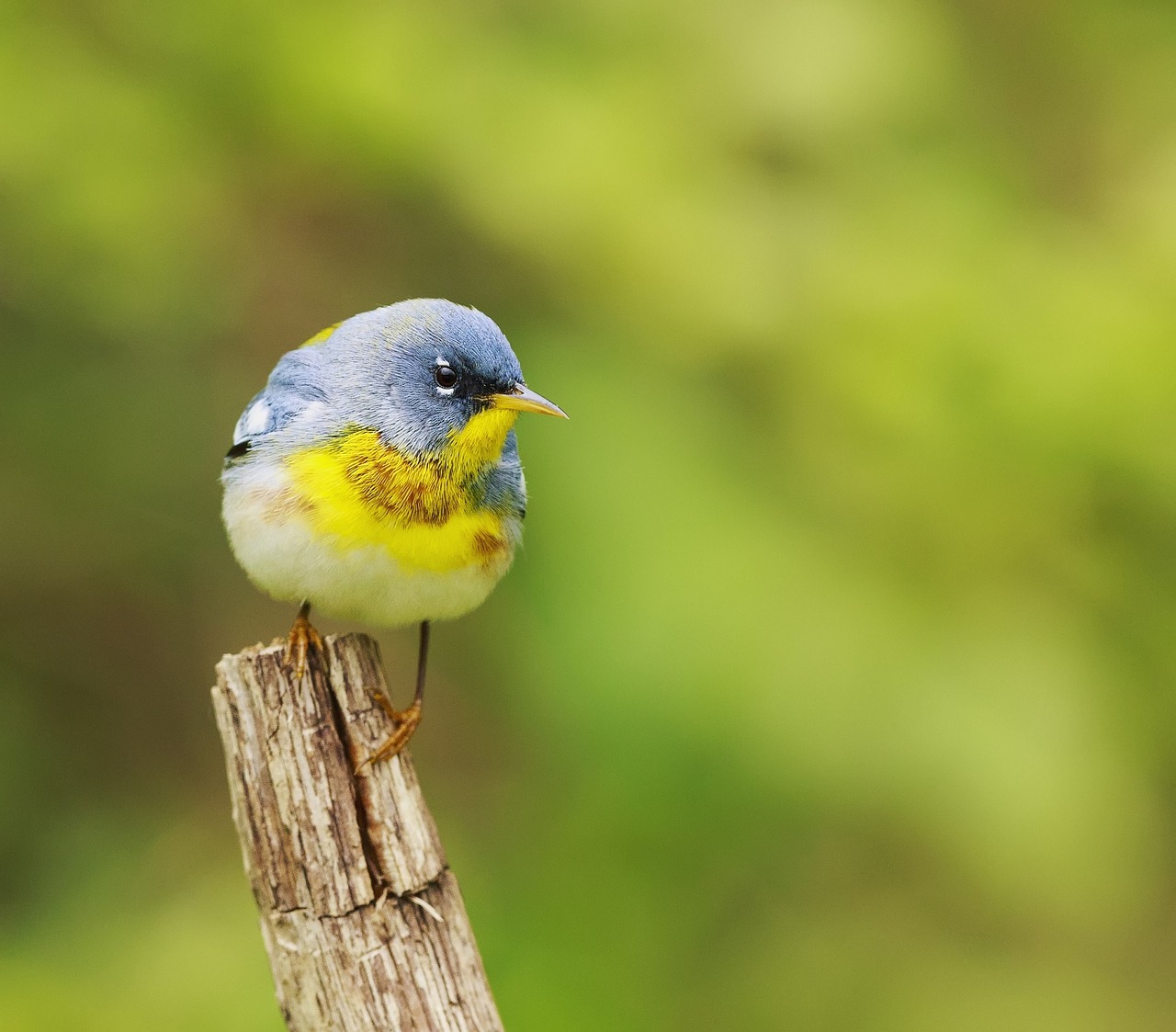 Šiaurinė Parula, Sustingęs, Filialas, Portretas, Laukinė Gamta, Gamta, Paukštis, Medis, Laukiniai, Lauke