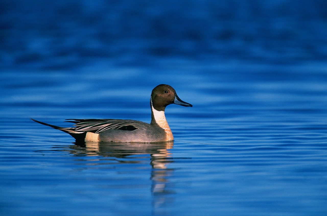 Šiaurinė Pintail Antis, Drake, Maudytis, Vanduo, Portretas, Laukinė Gamta, Gamta, Patinas, Jūrų Antis, Laukiniai