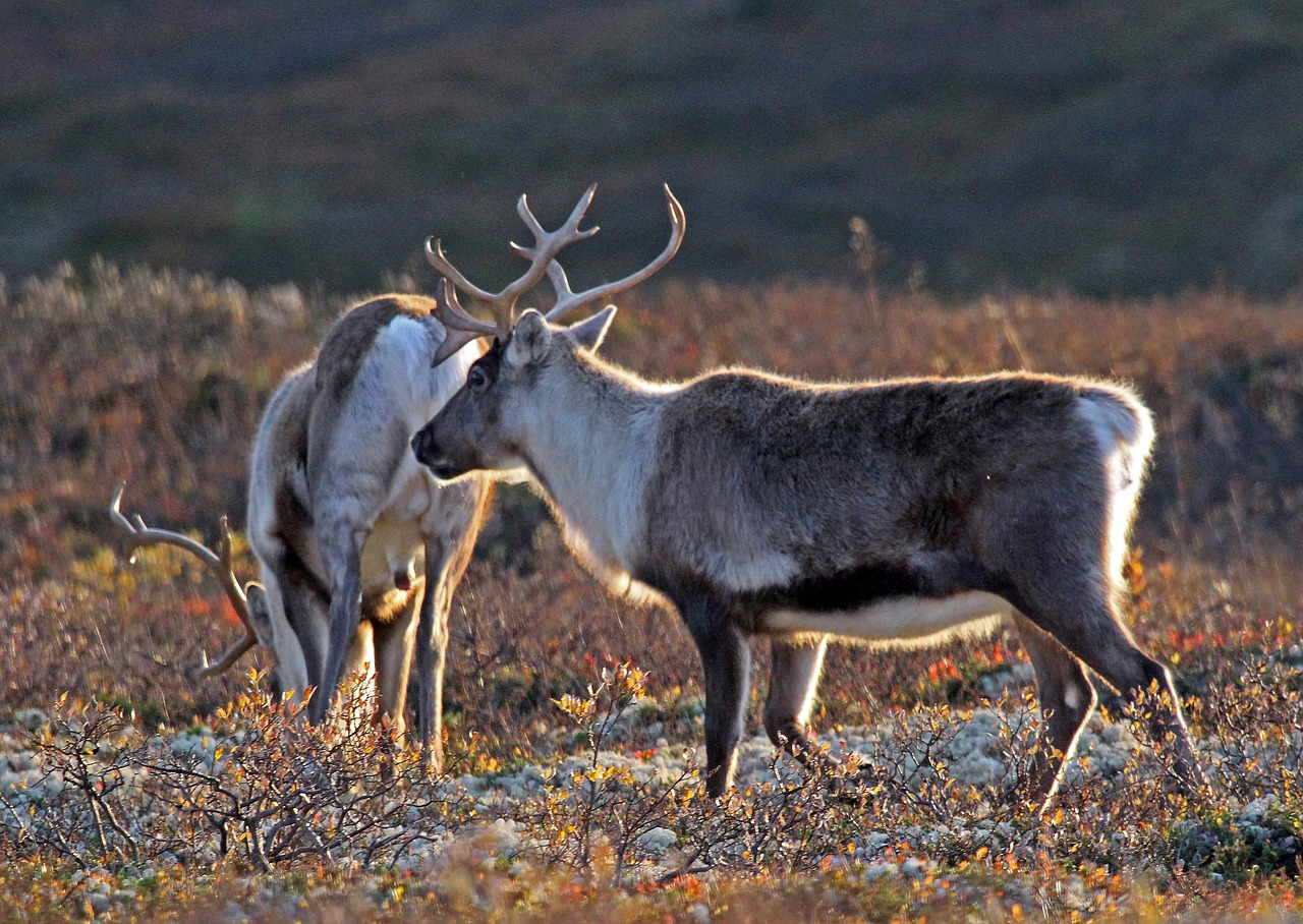 Norvegija, Laukiniai Šiauriniai Elnias, Ruduo, Pobūdis, Nemokamos Nuotraukos,  Nemokama Licenzija