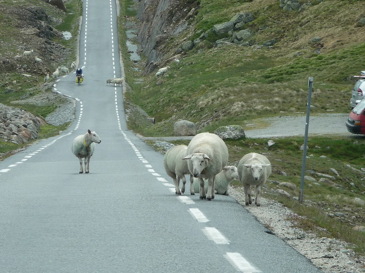 Norvegija,  Avys,  Kelias,  Flock,  Gamta,  Gyvūnai, Nemokamos Nuotraukos,  Nemokama Licenzija