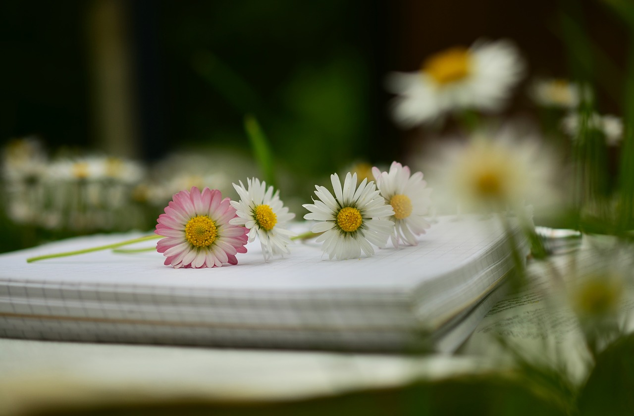 Nešiojamojo Kompiuterio, Knyga, Knygų Puslapiai, Popierius, Tušti Puslapiai, Palikti, Daisy, Tuščia, Lapai, Gėlės