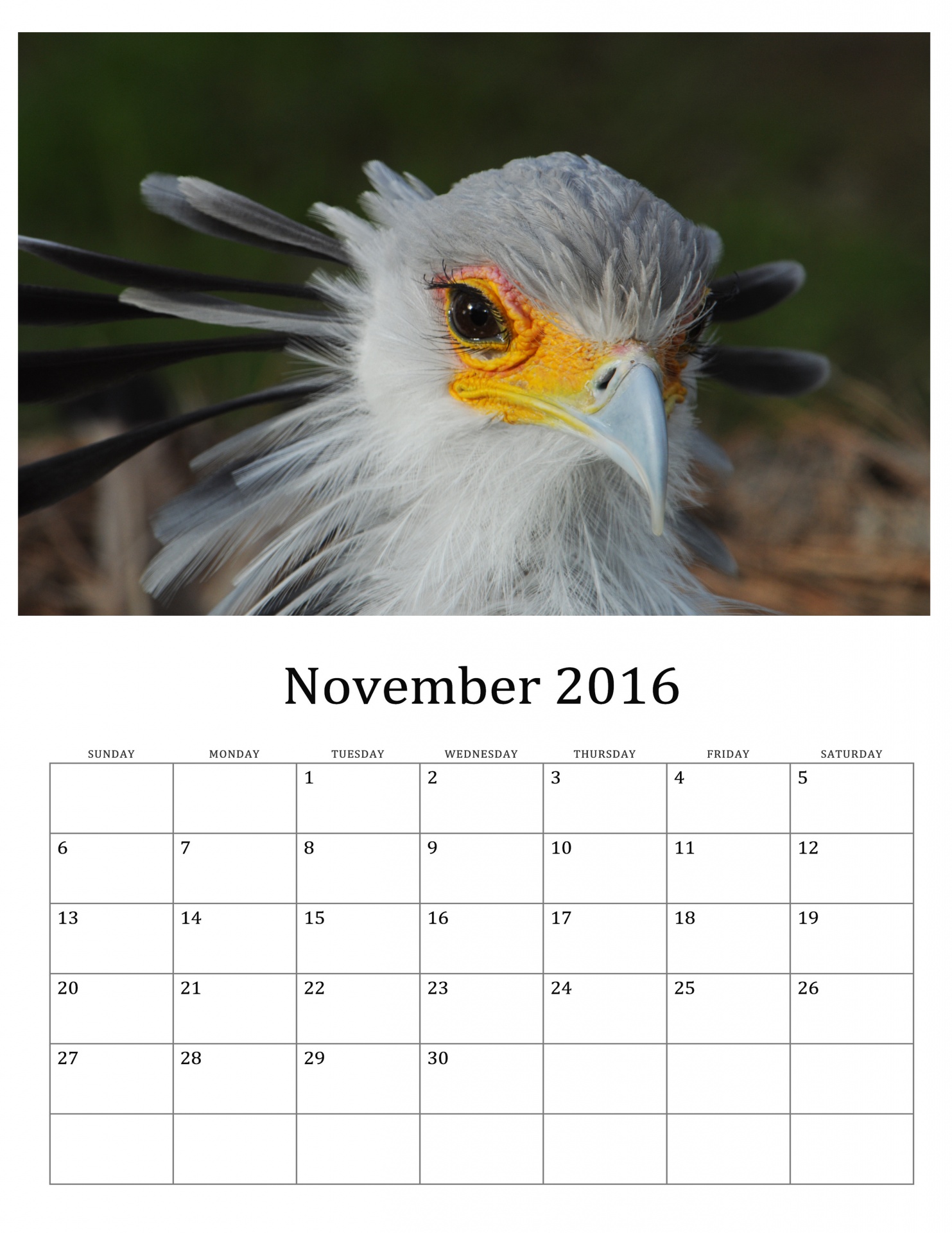 2016,  2016 & Nbsp,  Kalendorius,  2016 & Nbsp,  Mėnesinis & Nbsp,  Kalendorius,  Paukštis,  Paukščiai,  Sekretorius & Nbsp,  Paukštis