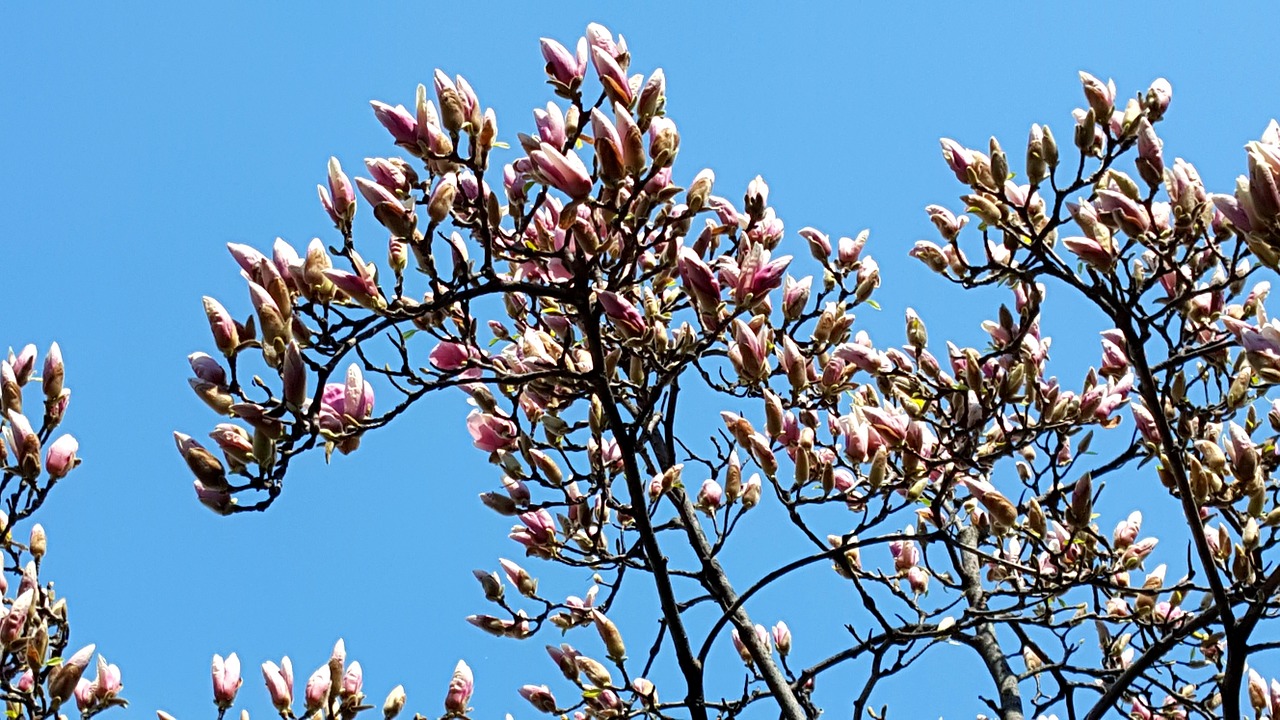 Dabar Magnolija, Magnolija, Gėlės, Nemokamos Nuotraukos,  Nemokama Licenzija