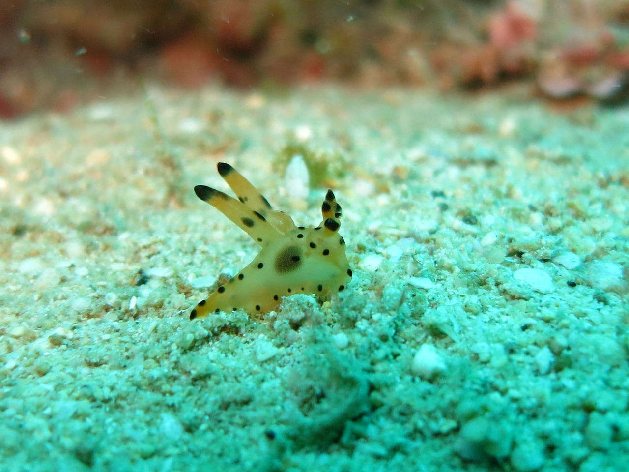 Nudibranch, Tešla, Vandenynas, Critter, Nardymas, Jūrų, Jūra, Povandeninis, Nardymas, Žuvis