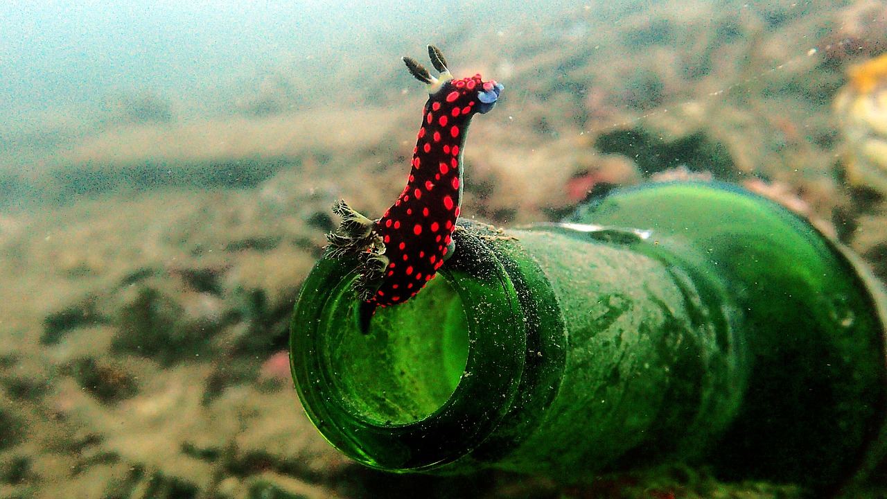 Nudibranch, Nembrotha, Nardymas, Povandeninis, Makro, Indonezija, Lembeh, Sulawesi, Scuba, Jūrų