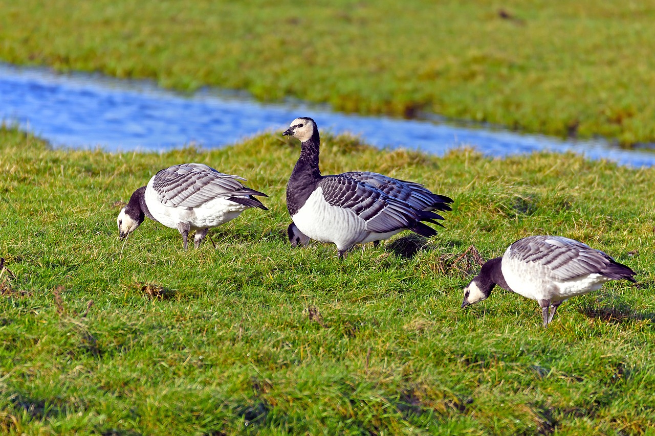 Vienkartinės Žąsys, Branta Leucopsis, Laukiniai Žąsys, Šiaurės Jūra, Nemokamos Nuotraukos,  Nemokama Licenzija