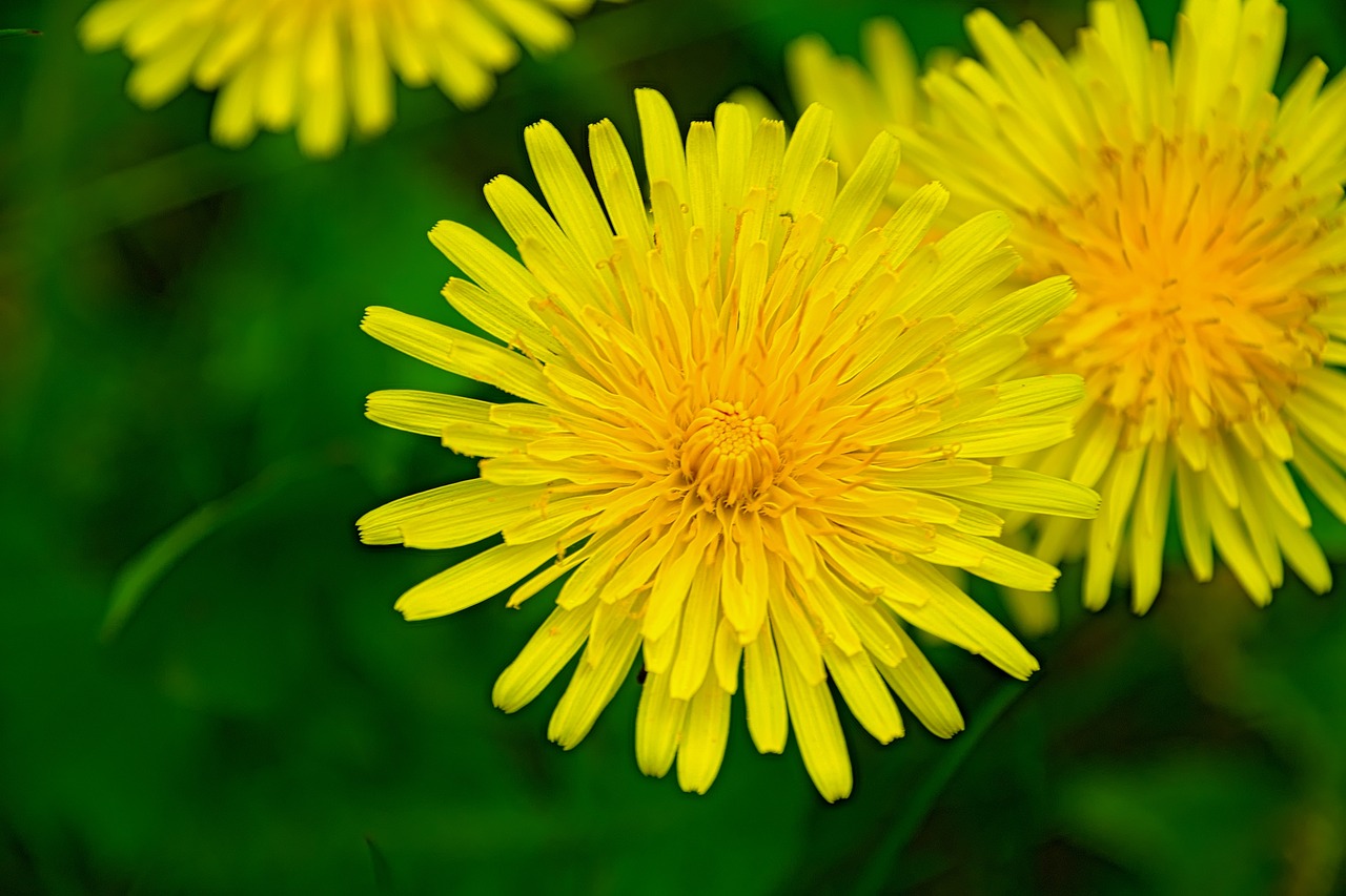 Vienuolės, Geltona, Pavasaris, Gėlė, Kiaulpienė, Gamta, Augalas, Žalias, Makro, Flora