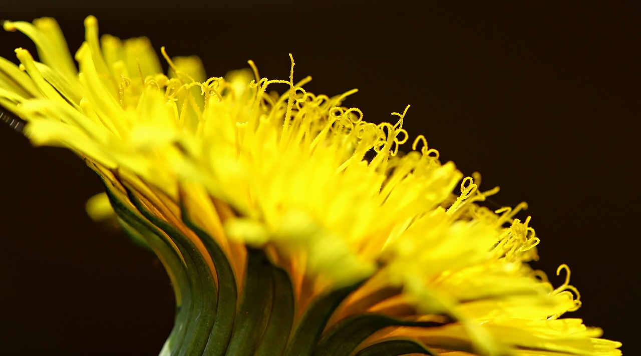 Vienuolės, Geltona, Laukinės Gėlės, Kiaulpienė, Pavasaris, Augalas, Sonchus Oleraceus, Žalias, Vaistiniai Augalai, Laukas