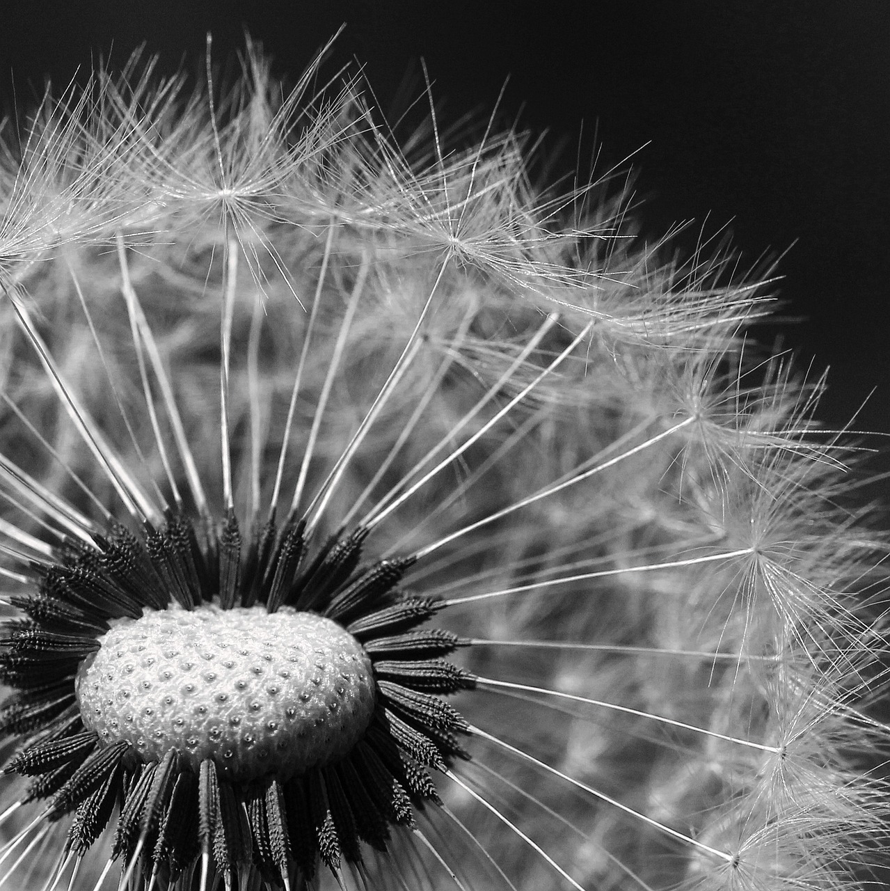 Vienuolės, Kiaulpienė, Vulgaris, Sonchus Oleraceus, Sėklos, Taraxacum Officinale, Pieva, Augalas, Delikatesas, Makro