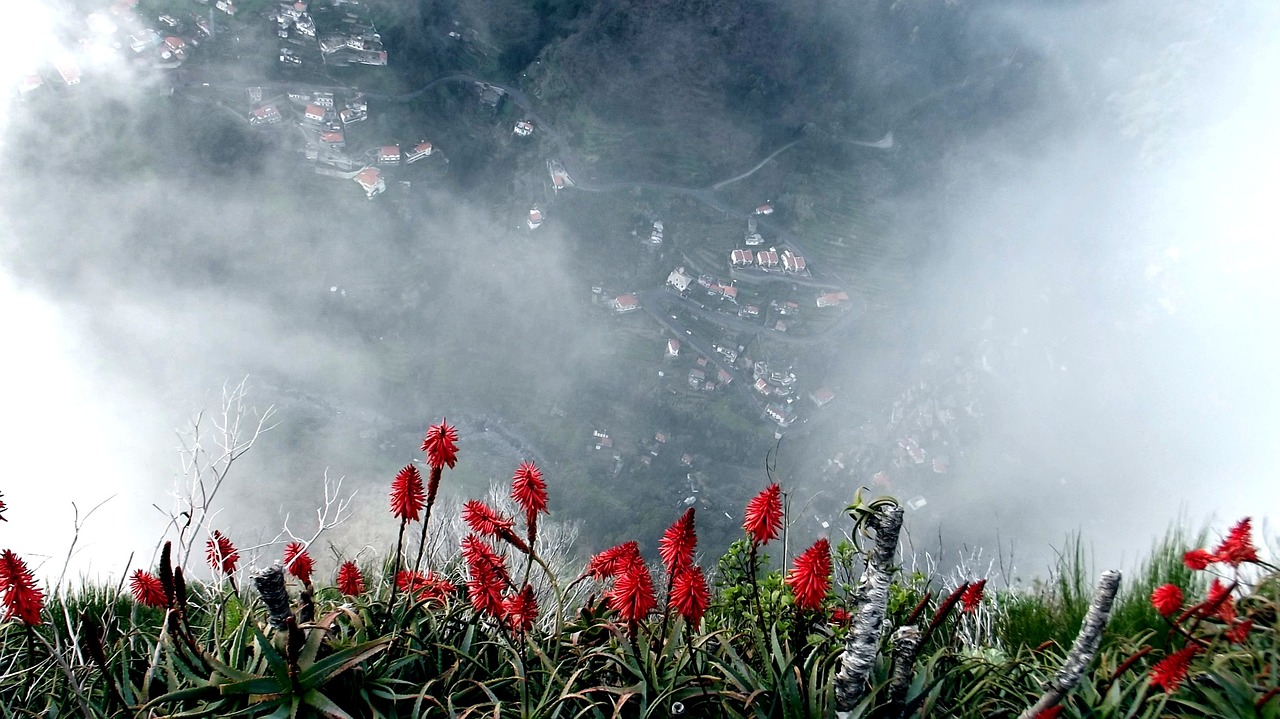 Vienuolynų Slėnis, Madeira, Alijošius, Rūkas, Augalas, Raudona, Gėlės, Gamta, Raudona Gėlė, Raudonos Gėlės