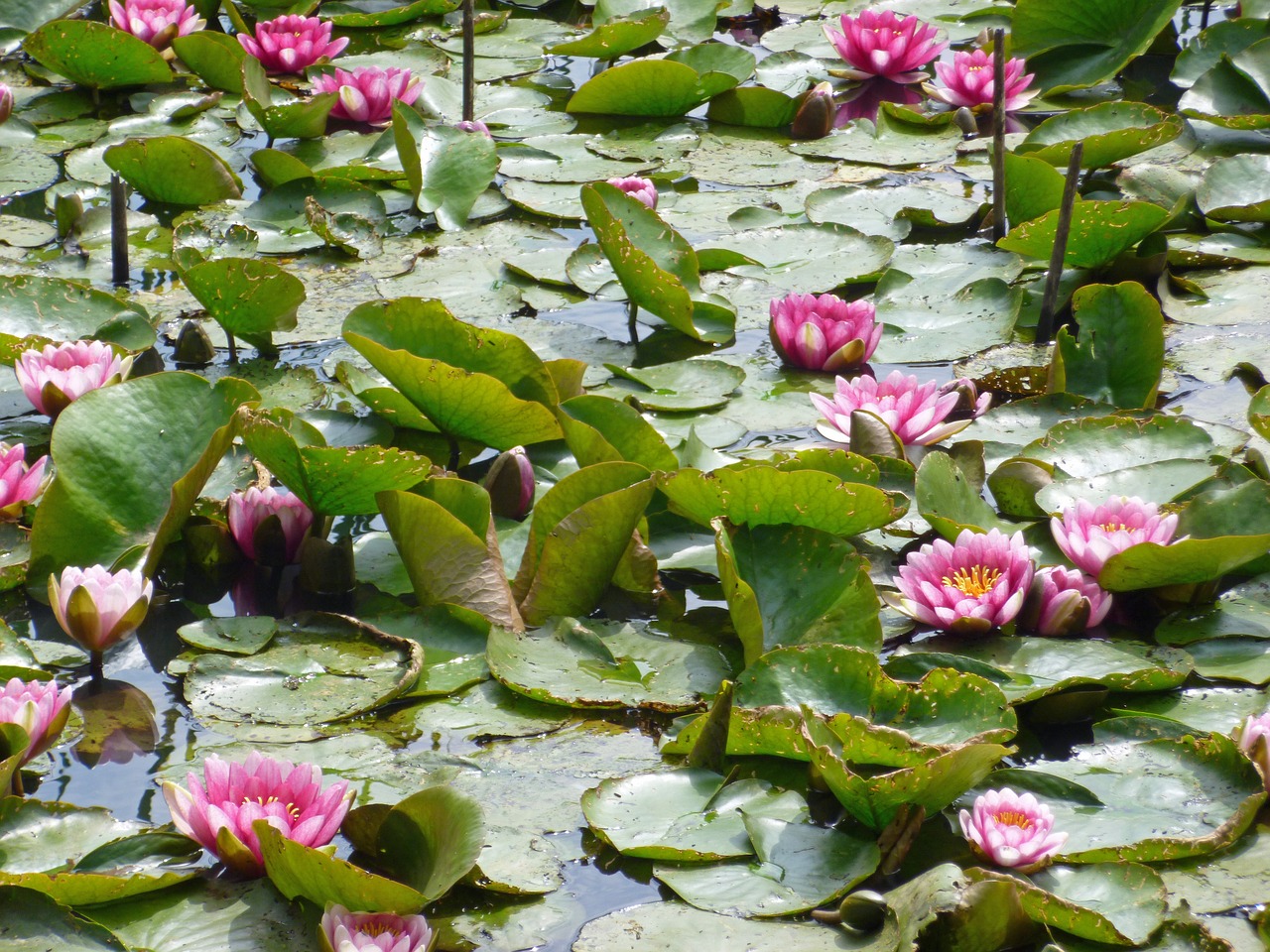 Nuphar, Vandens Lelijos, Rožinis, Rosengewächs Ežeras, Tvenkinys, Vandens Augalas, Žydėti, Rožinė Vandens Lelija, Tvenkinio Augalas, Nemokamos Nuotraukos