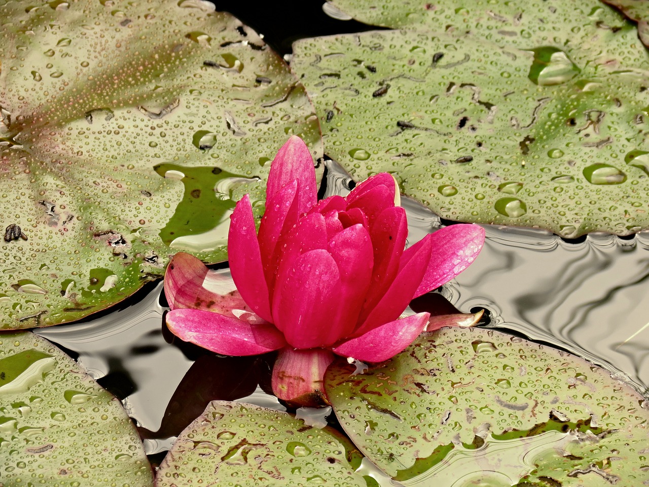 Nuphar Lutea, Vandens Lelija, Vandens Augalas, Gamta, Žiedas, Žydėti, Tvenkinys, Rosengewächs Ežeras, Žydėti, Vanduo