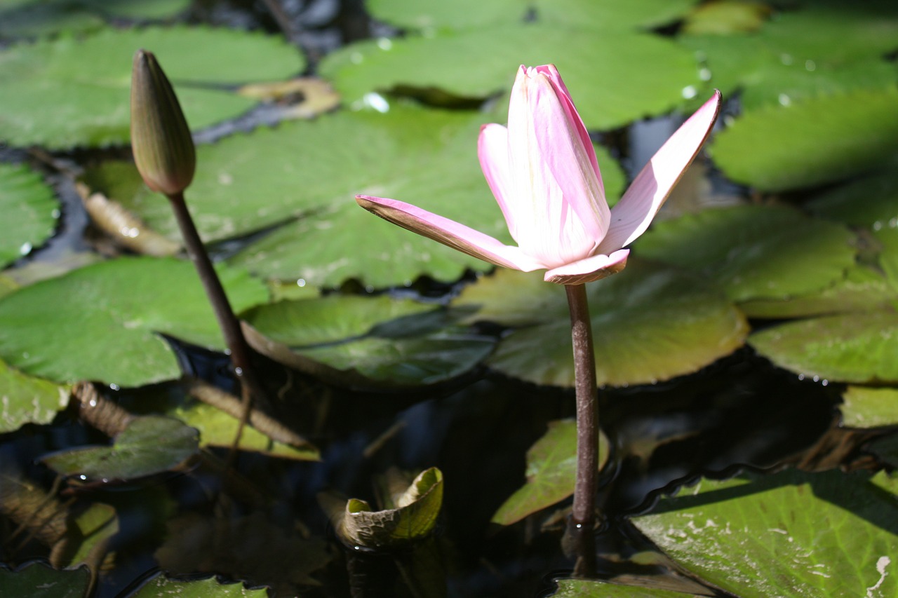 Nuphar Lutea, Vandens Augalas, Žiedas, Žydėti, Vanduo, Tvenkinys, Vandens Lelija, Rožinis, Rosengewächs Ežeras, Gamta