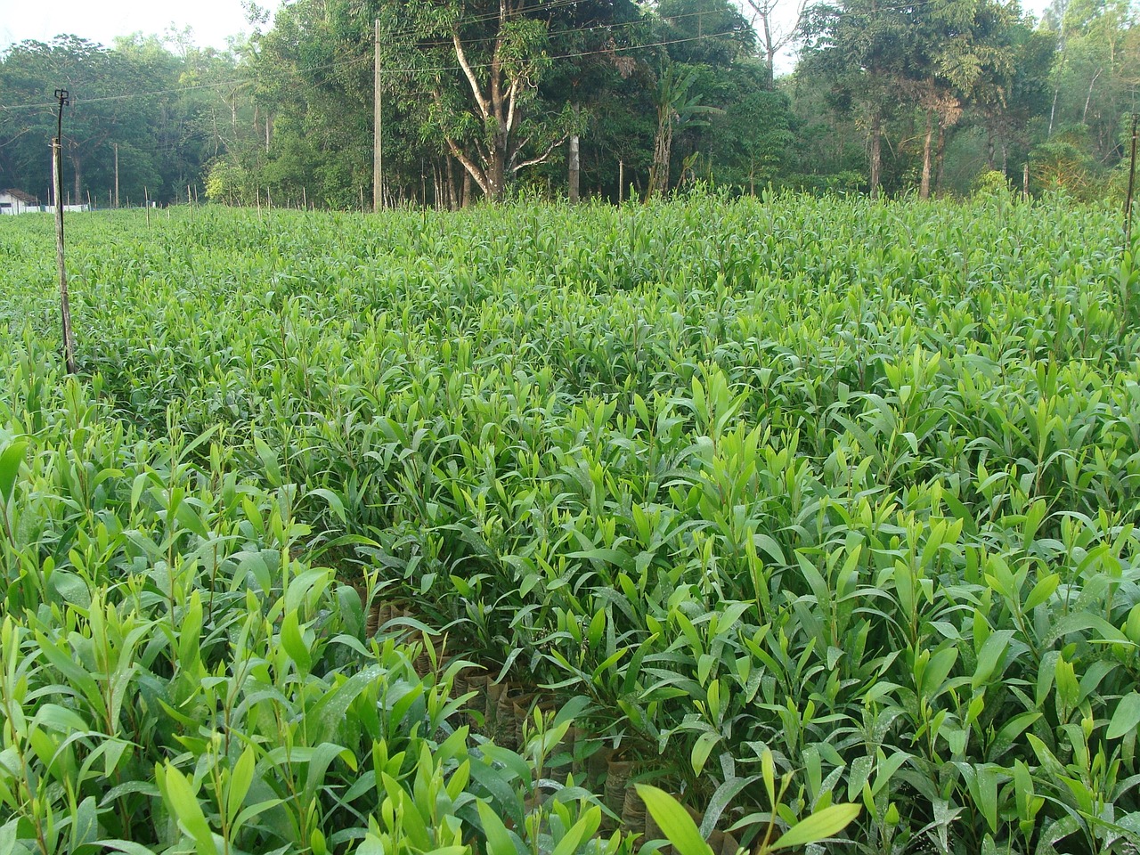 Darželis,  Miškas,  Augalai,  Sodinukai,  Žalias,  Miškininkystė,  Sirsi,  Karnataka,  Vakarų Gatas,  Indija