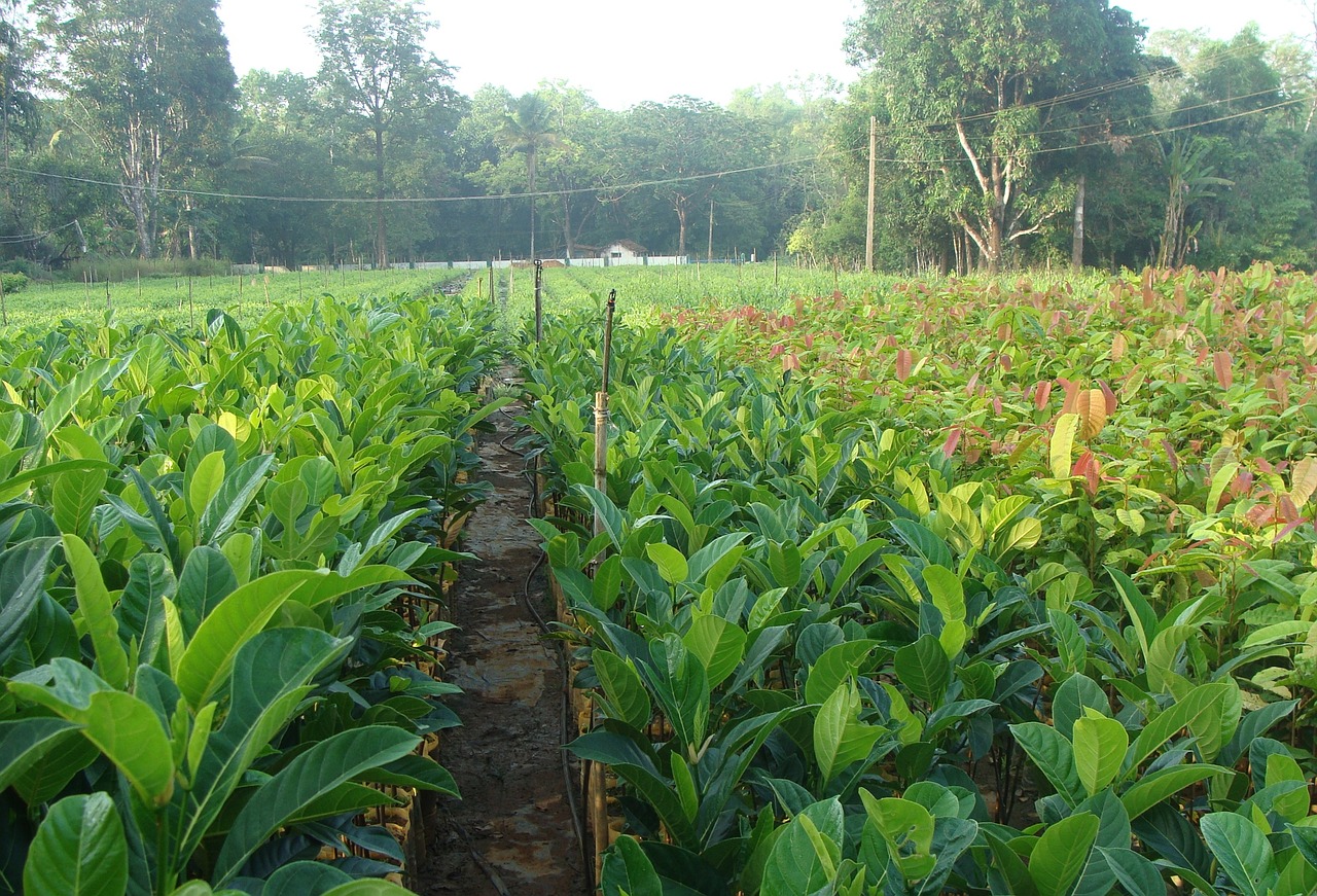 Darželis,  Miškas,  Augalai,  Sodinukai,  Žalias,  Miškininkystė,  Sirsi,  Karnataka,  Vakarų Gatas,  Indija