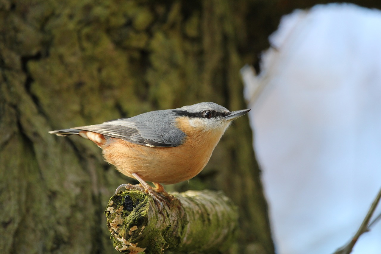 Nuthatch, Paukštis, Skristi, Sparnai, Plunksna, Laukinė Gamta, Snapas, Laukiniai, Laisvė, Lauke