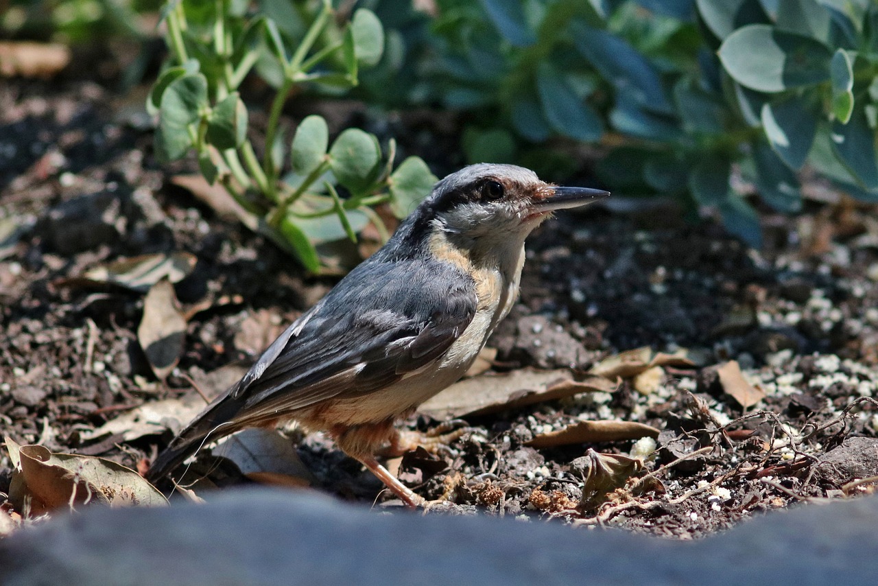 Nuthatch, Paukštis, Gamta, Laukinė Gamta, Snapas, Plunksna, Laukiniai, Nemokamos Nuotraukos,  Nemokama Licenzija