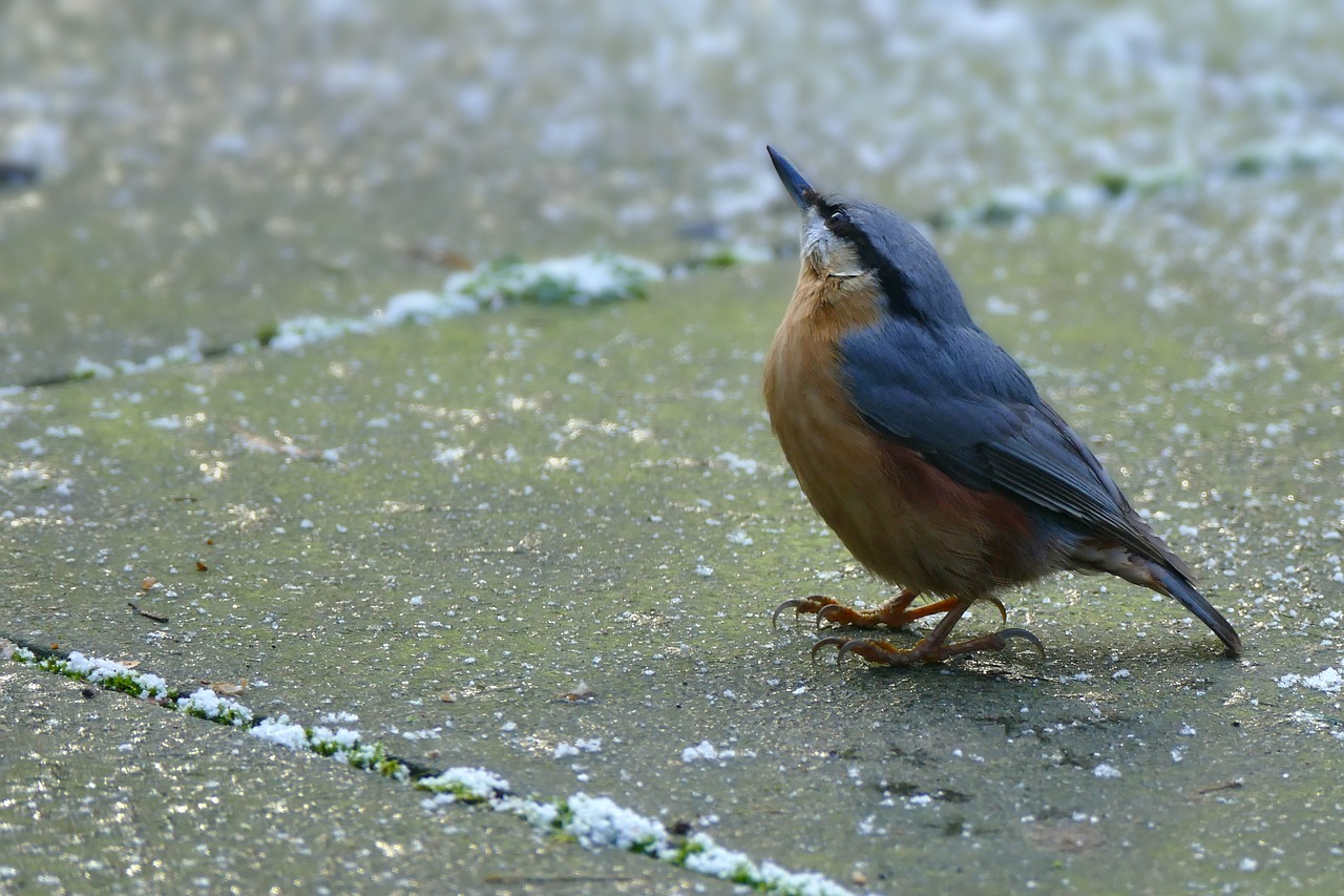 Nuthatch, Gamta, Paukščiai, Laukinė Gamta, Vandens Telkinys, Lauke, Nemokamos Nuotraukos,  Nemokama Licenzija