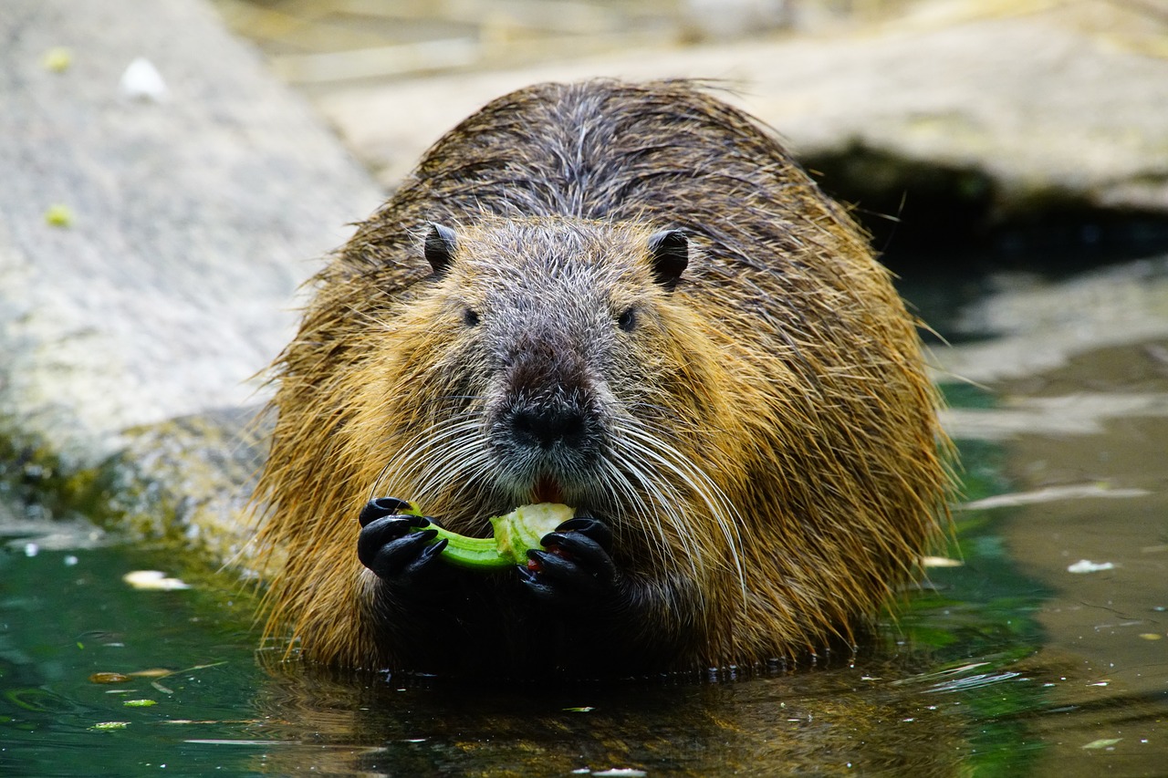 Nutria, Valgo, Paprika, Nemokamos Nuotraukos,  Nemokama Licenzija