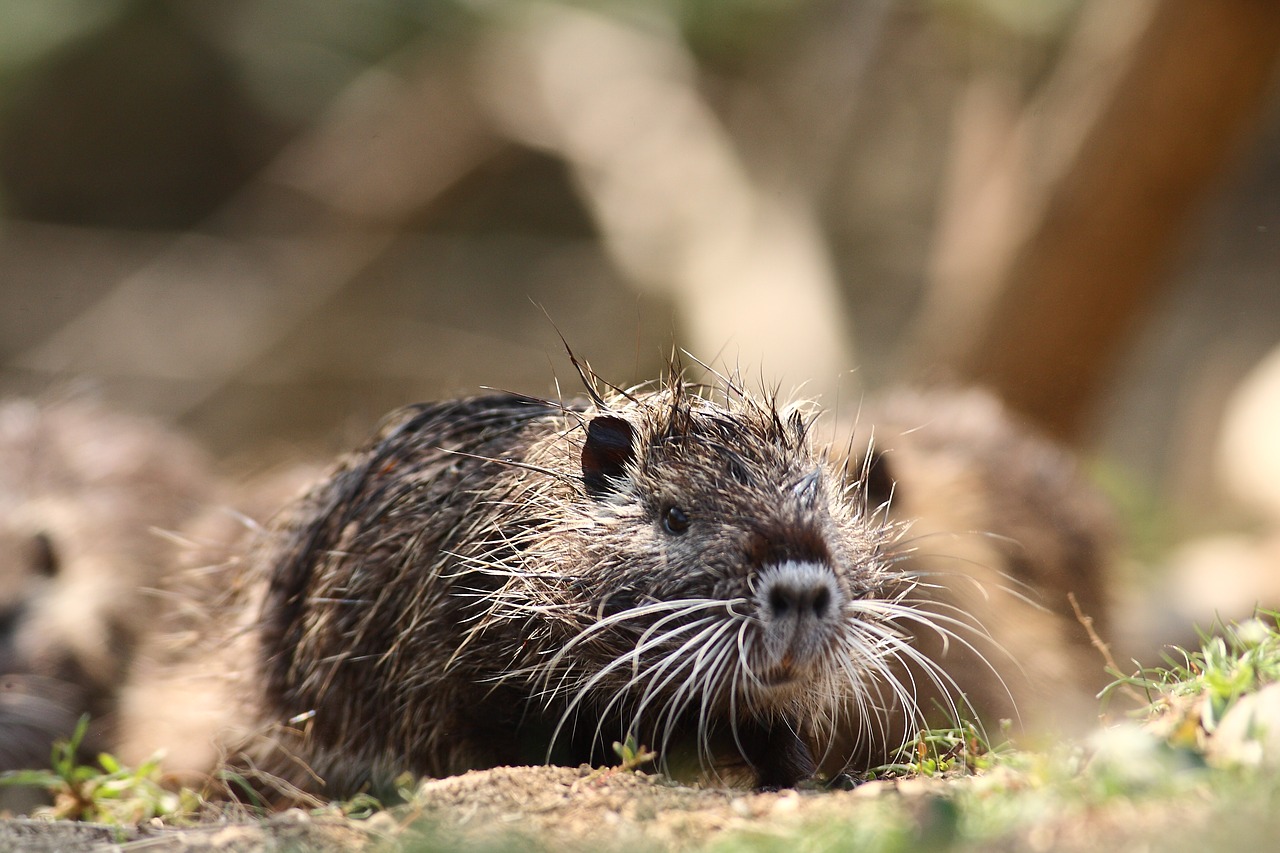 Nutria, Gyvūnas, Laukiniai, Ryžių Laukas, Nemokamos Nuotraukos,  Nemokama Licenzija