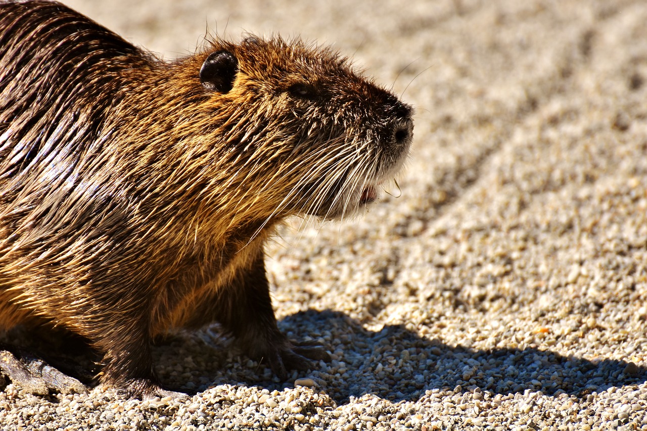 Nutria, Vandens Žiurkės, Vanduo, Purslų, Gyvūnų Pasaulis, Gyvūnas, Gamta, Kailis, Graužikas, Laukinių Parkų Girtavimas