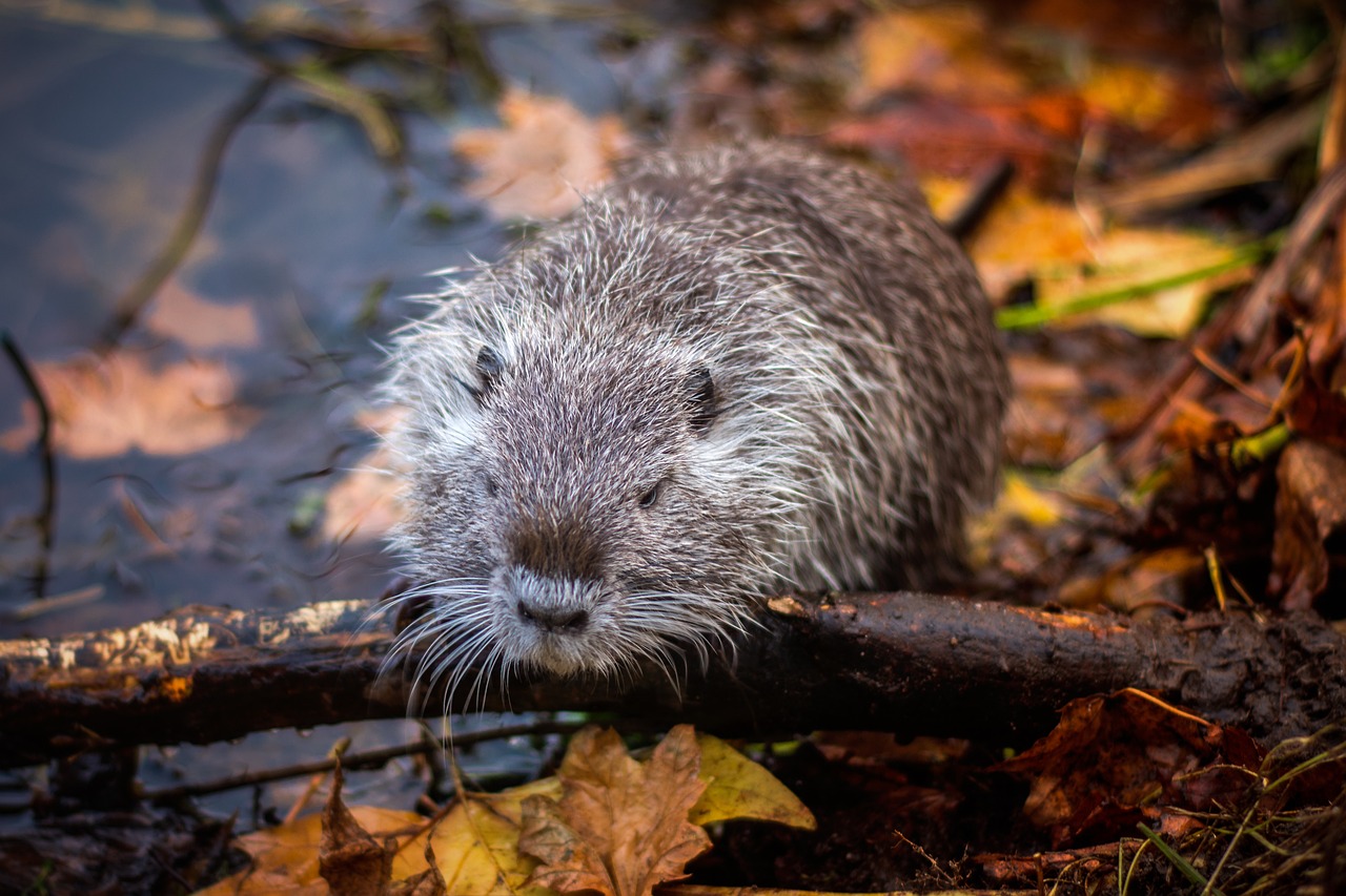 Nutria, Ežeras, Graužikas, Gyvūnas, Vanduo, Nager, Gamta, Tvenkinys, Nemokamos Nuotraukos,  Nemokama Licenzija