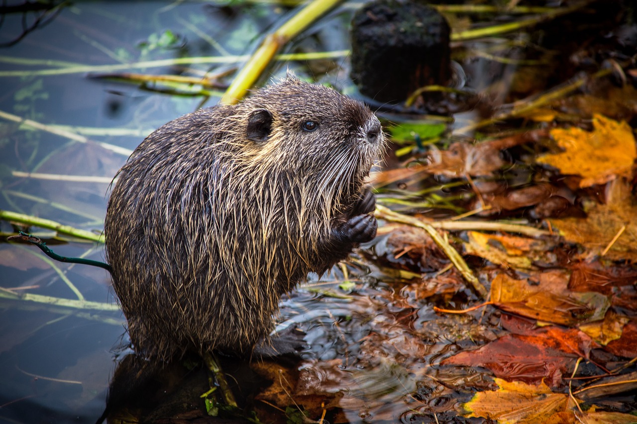 Nutria, Ežeras, Graužikas, Gyvūnas, Vanduo, Nager, Gamta, Tvenkinys, Nemokamos Nuotraukos,  Nemokama Licenzija