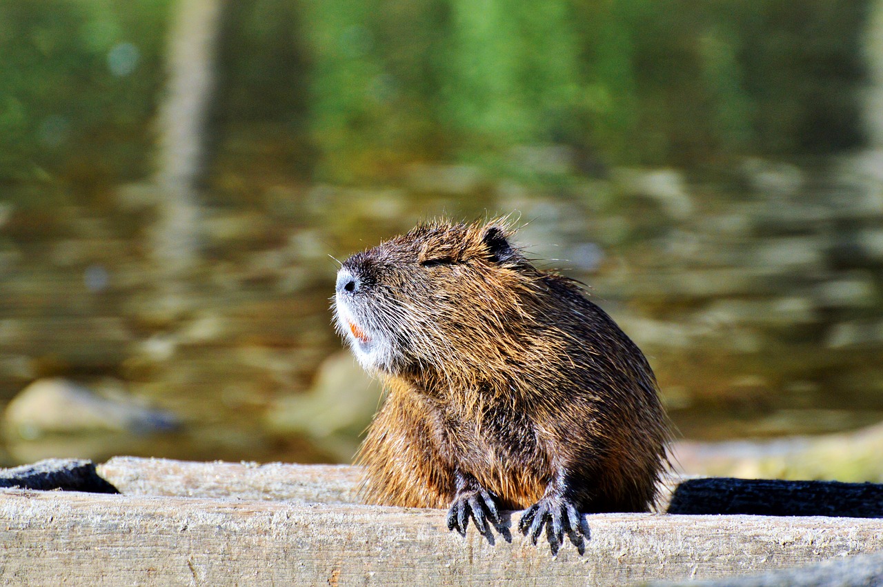 Nutria, Graužikas, Vandens Žiurkės, Graužikų Rūšys, Vandenys, Gyvūnas, Nager, Vanduo, Saulė, Gamta