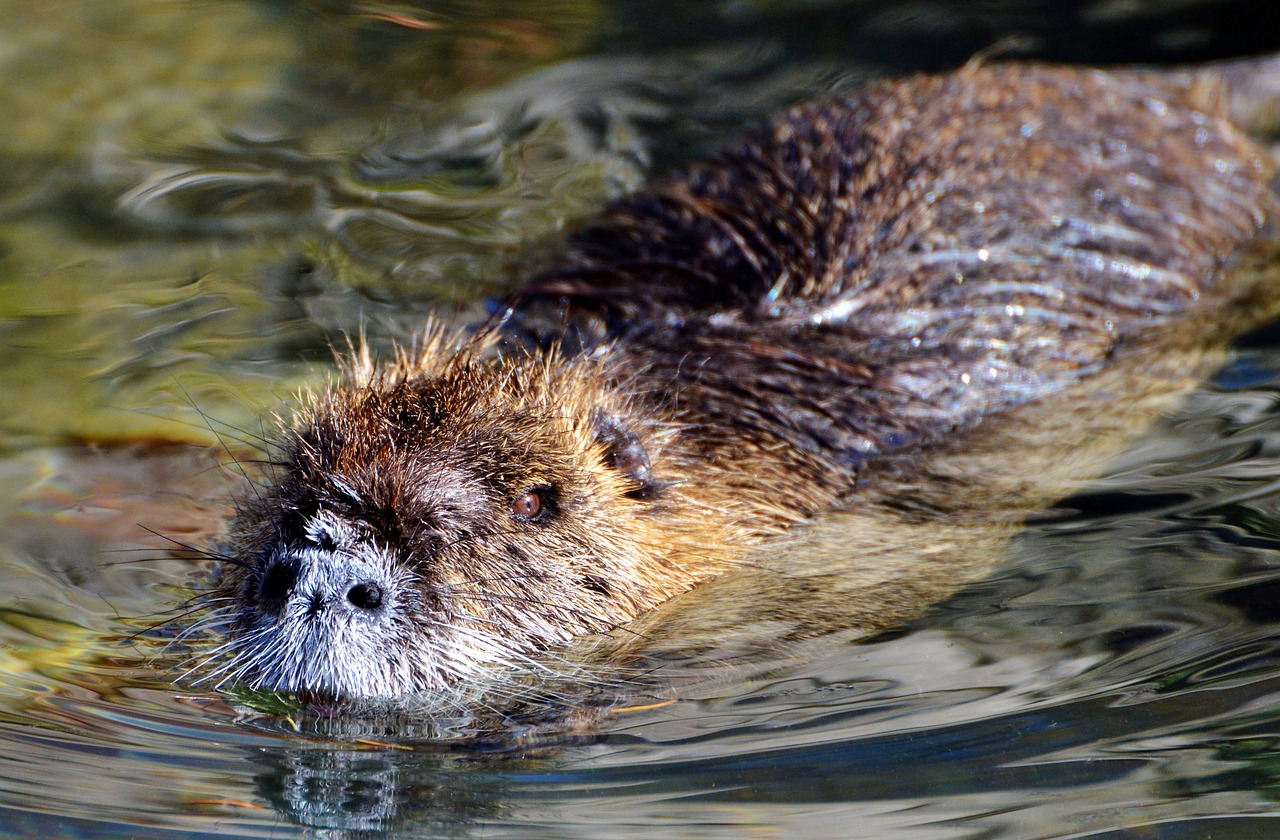 Nutria, Graužikas, Vandens Žiurkės, Graužikų Rūšys, Vandenys, Gyvūnas, Nager, Vanduo, Saulė, Gamta