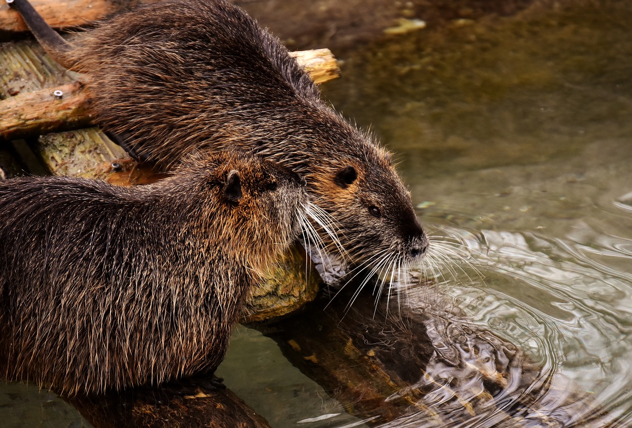 Nutria, Vandens Žiurkės, Vanduo, Purslų, Gyvūnų Pasaulis, Gyvūnas, Gamta, Kailis, Graužikas, Laukinių Parkų Girtavimas